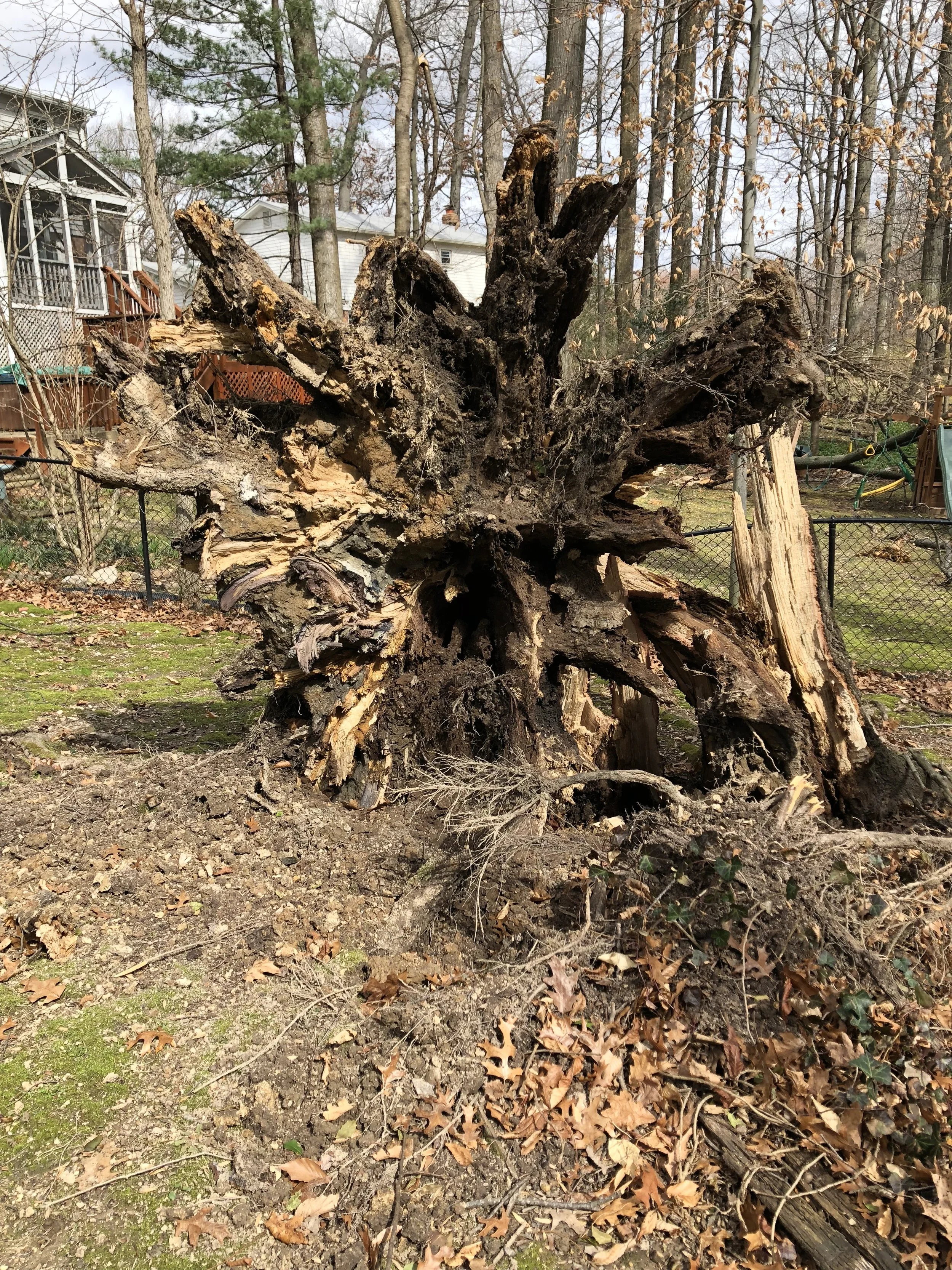 One of the trees toppled by the wind in our new backyard 