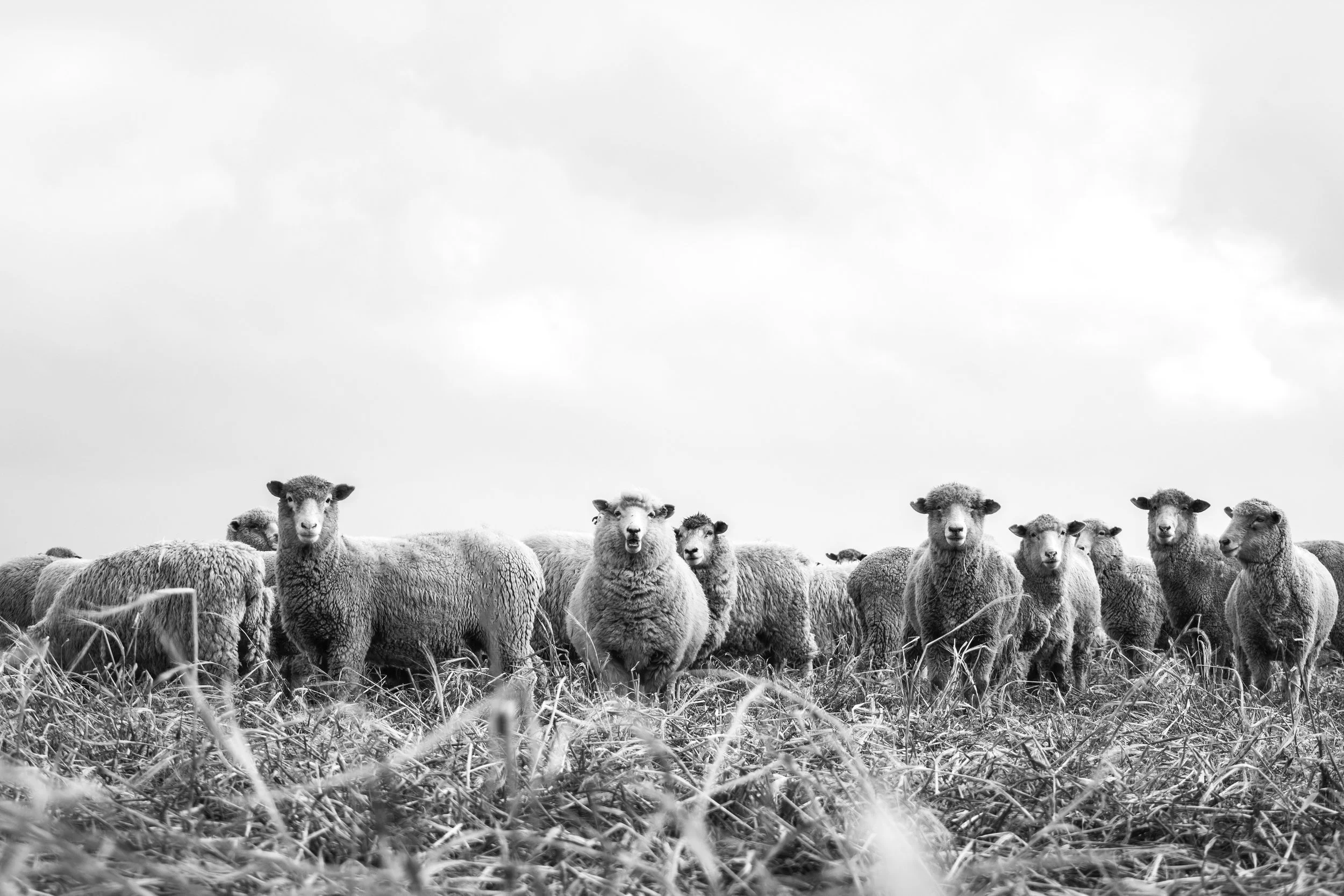 Good Shepherd Sunday