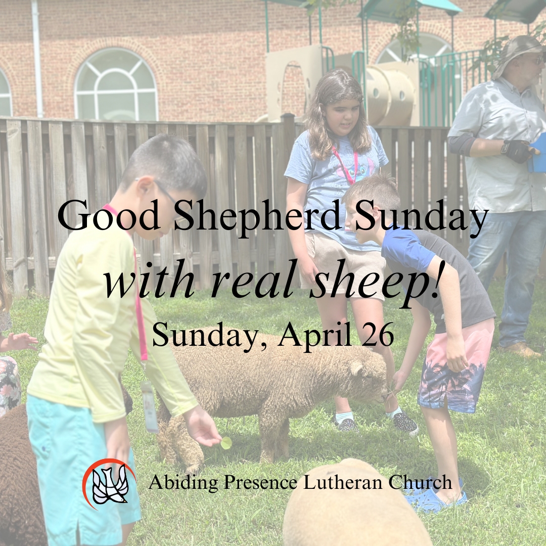 Good Shepherd Sunday...with real sheep!