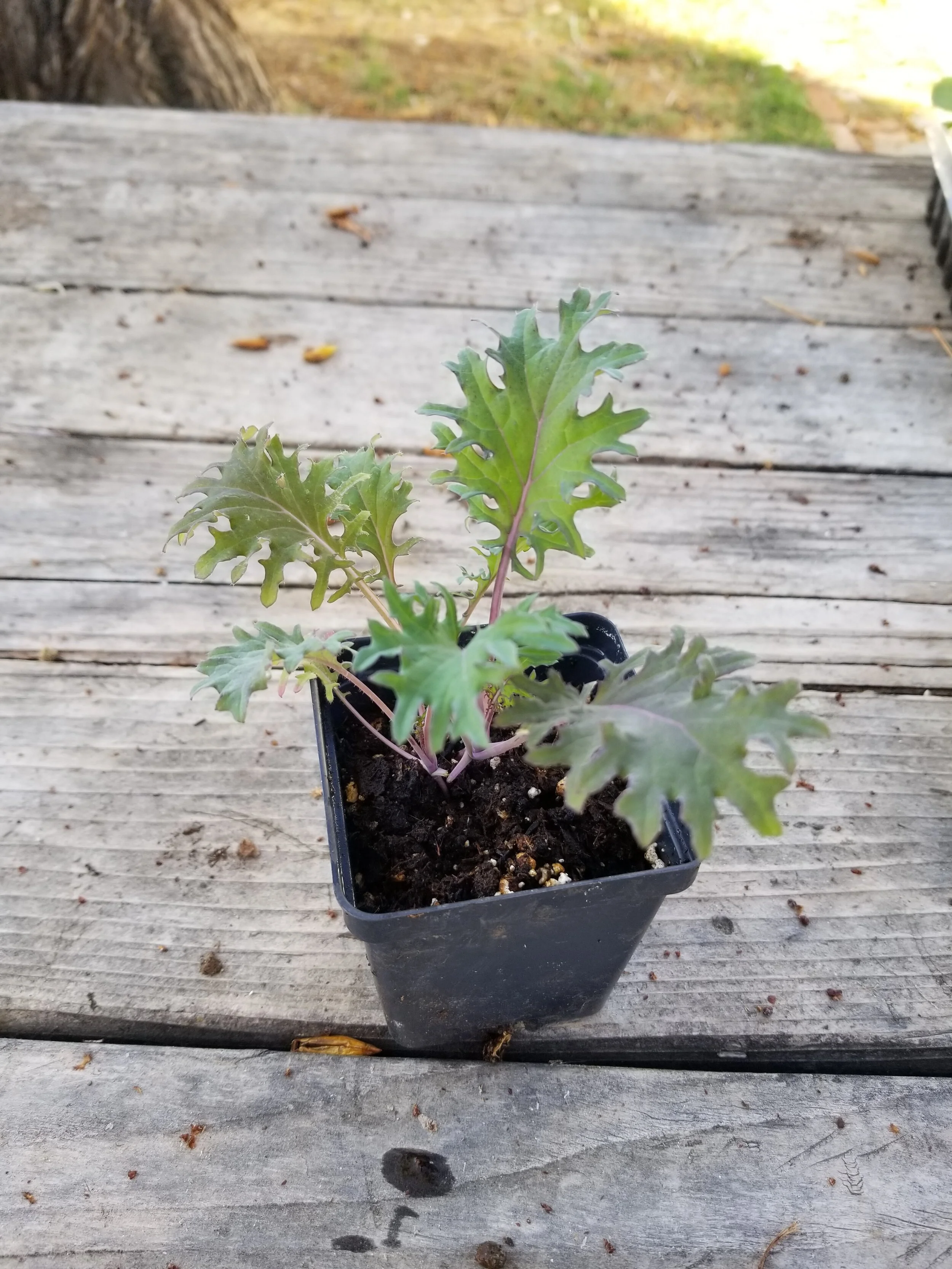 Spring Plant Sale 