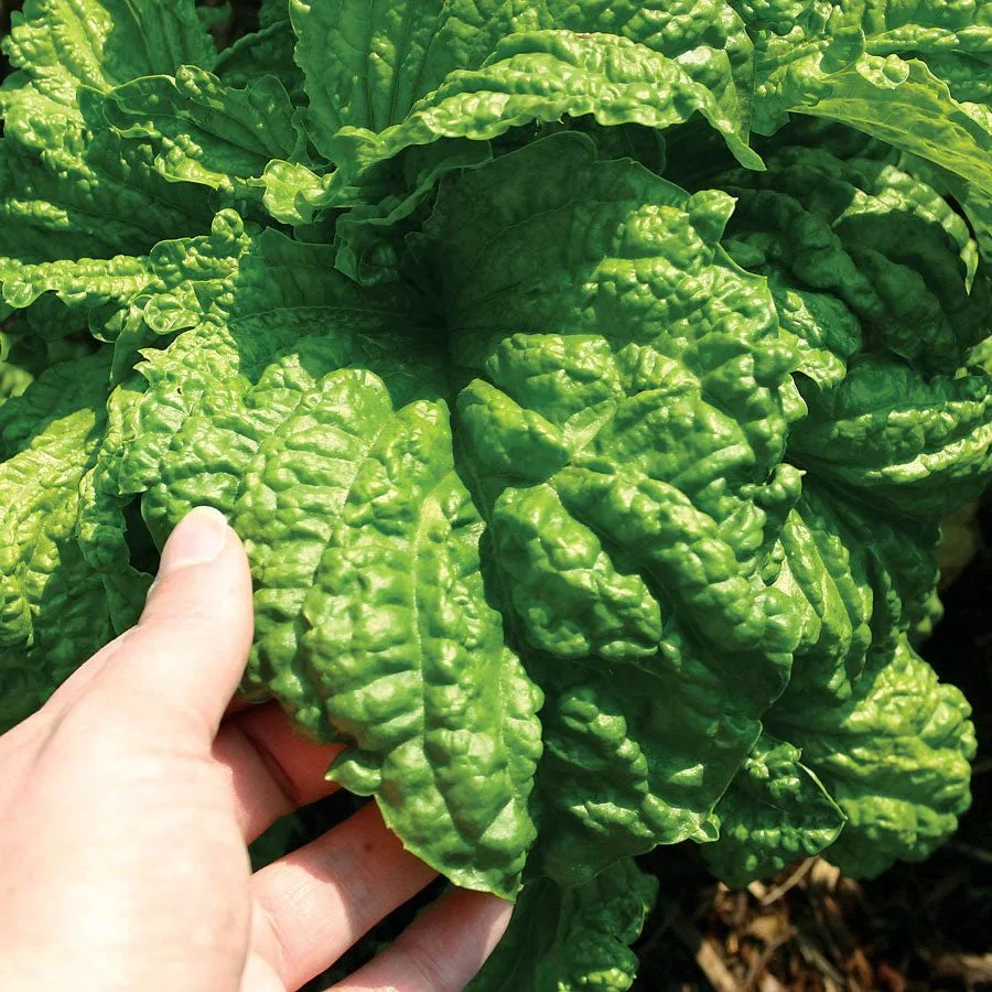 lettuce leaf basil.jpg
