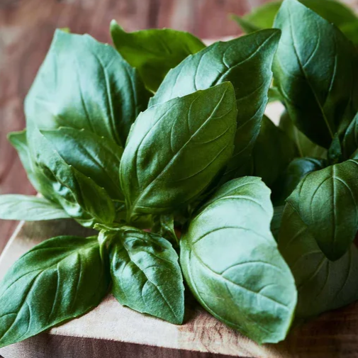 basil-italian-large-leaf-shk-1.jpg.png