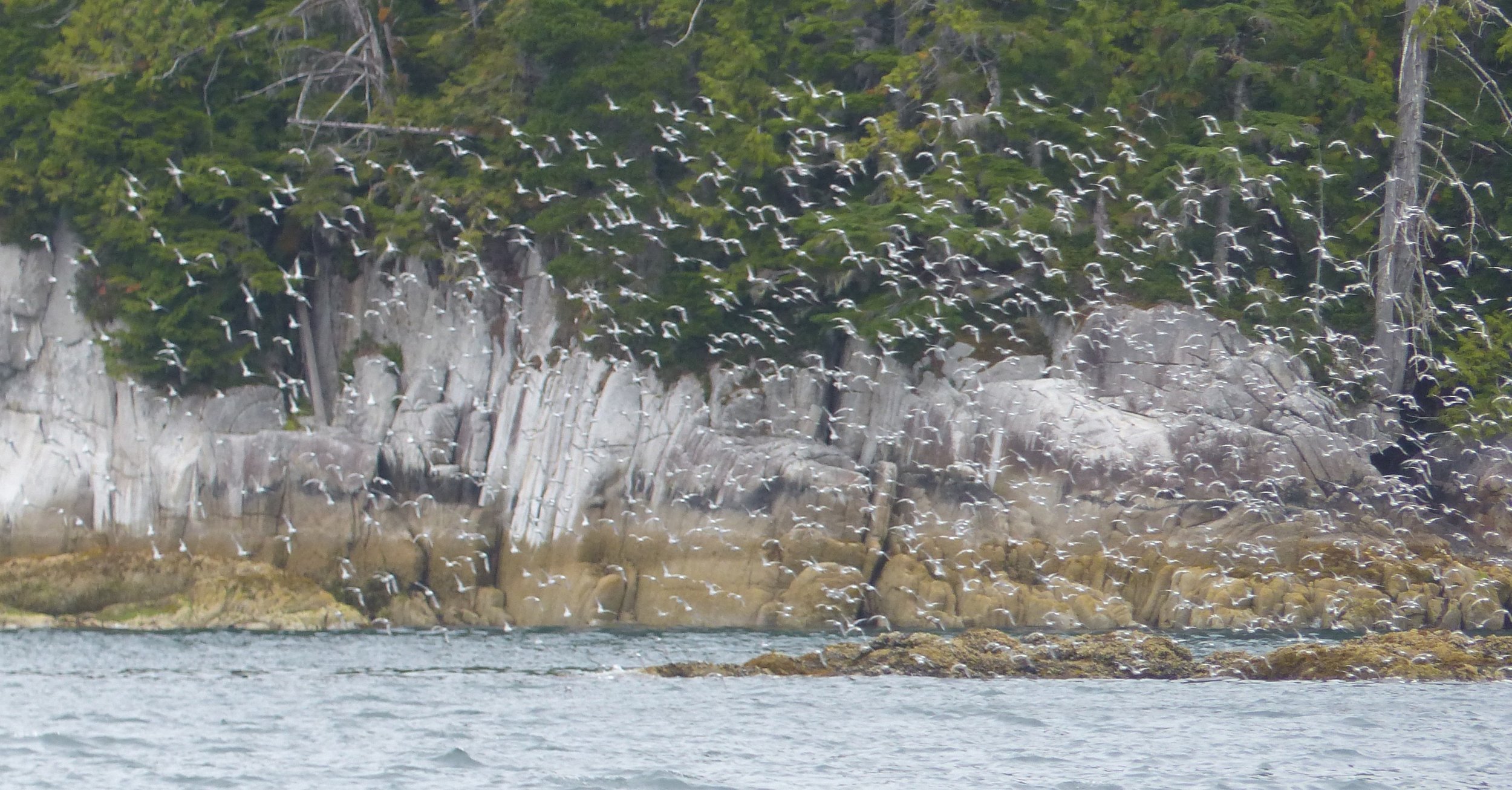 Seabirds and Basaltic columns - deep natural beauty we all need to protect from the potential for oil spills (Photo by P. Wilcox)