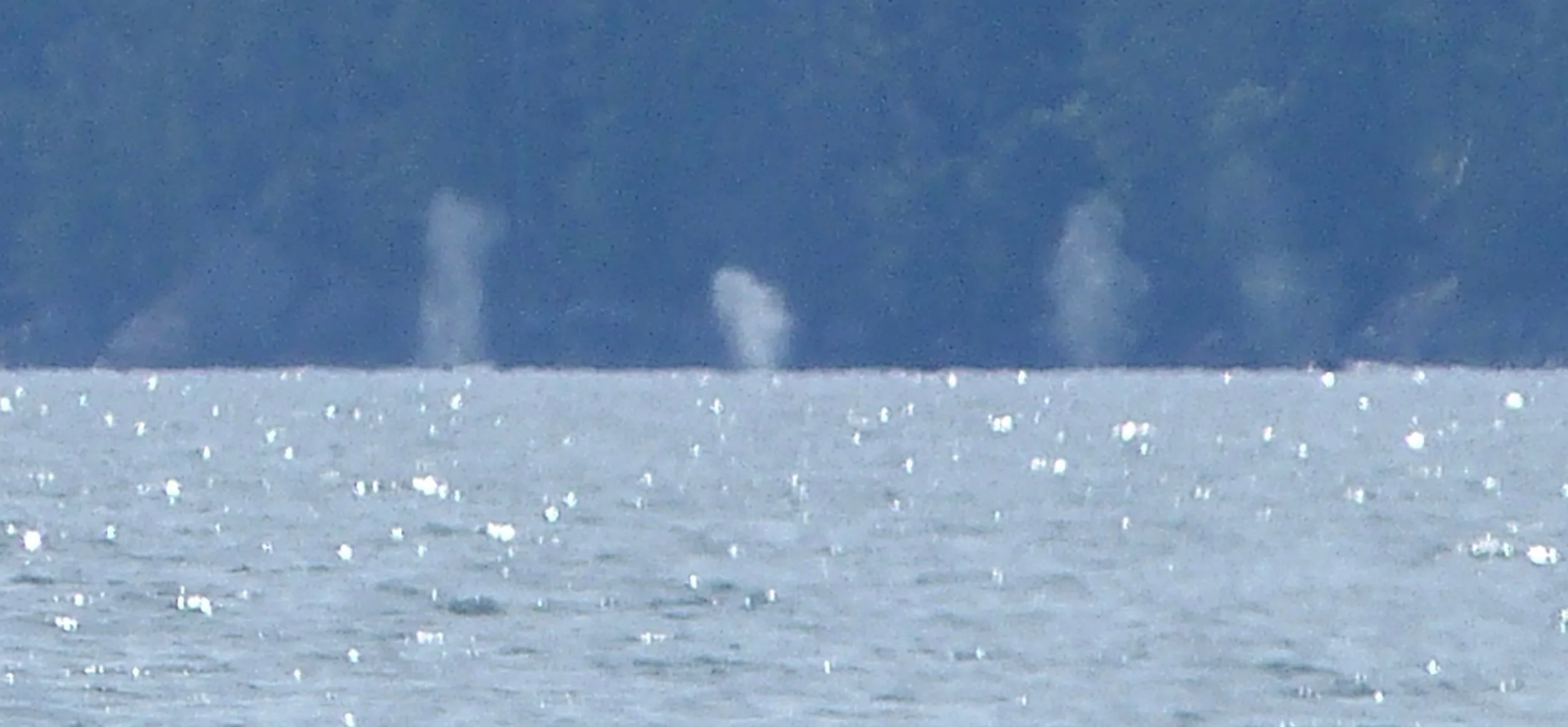 Six simultaneous humpback plumes - wildlife that an oil spill would decimate (Photo by P. Wilcox)