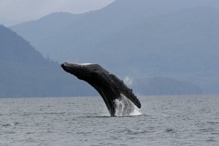 Humpback whale spotting