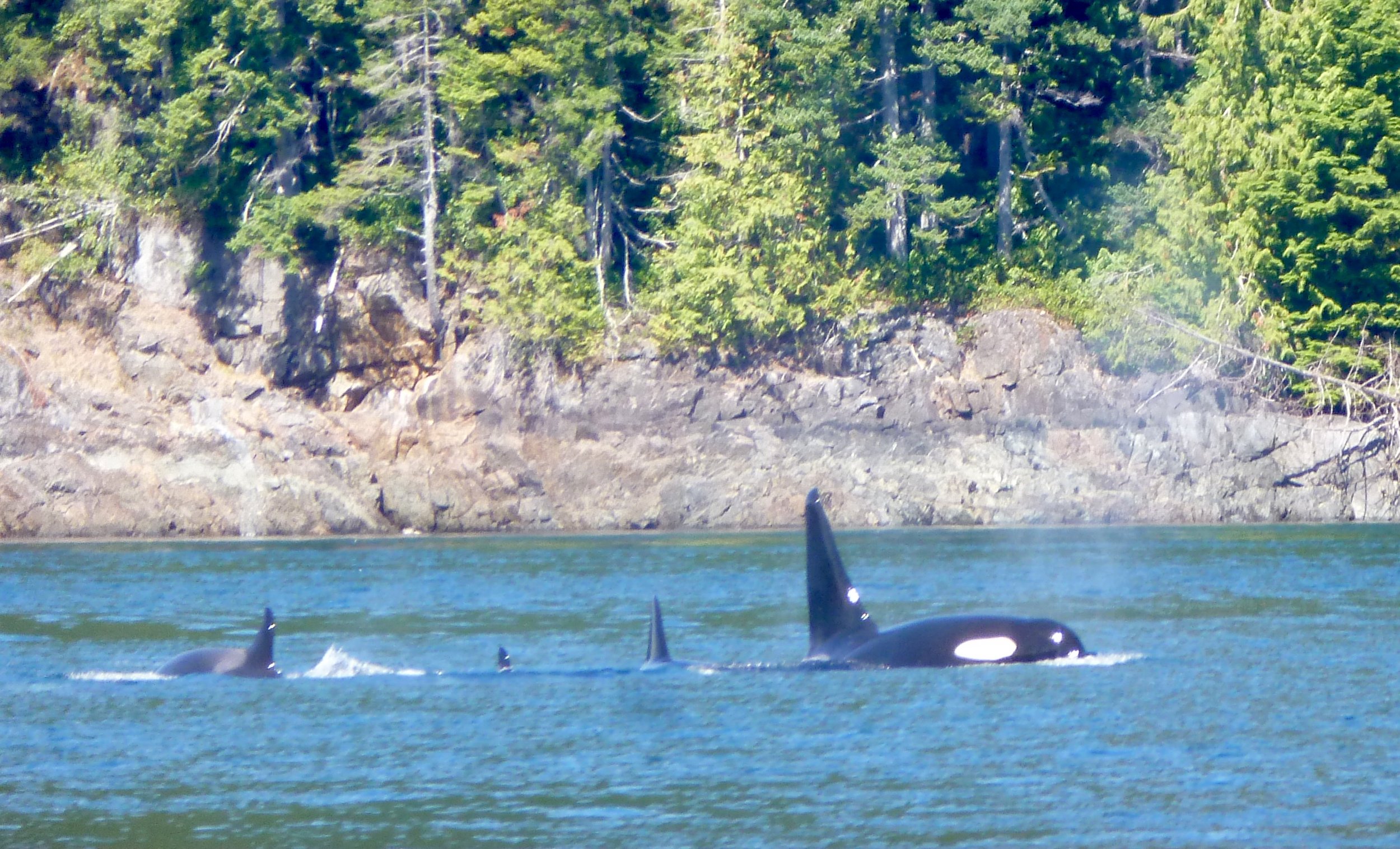 Orca pod regularly visit