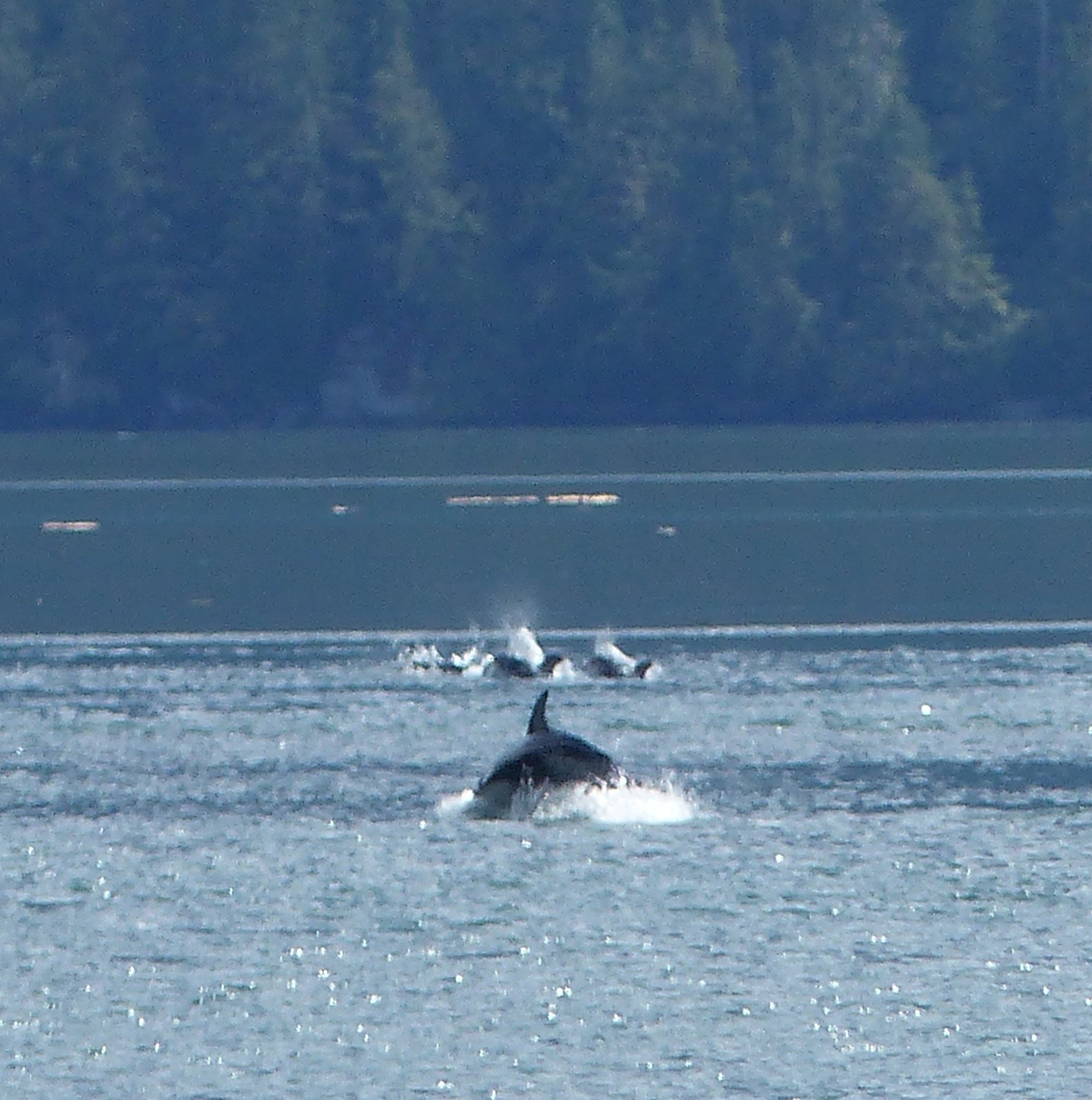 Orca chase