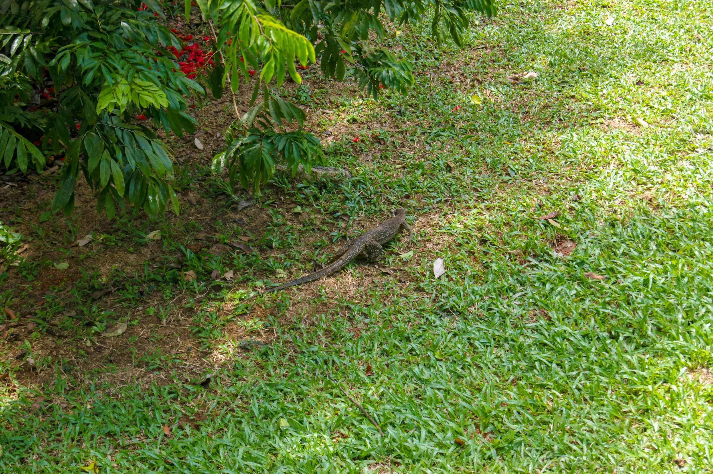 DSC01537.jpg