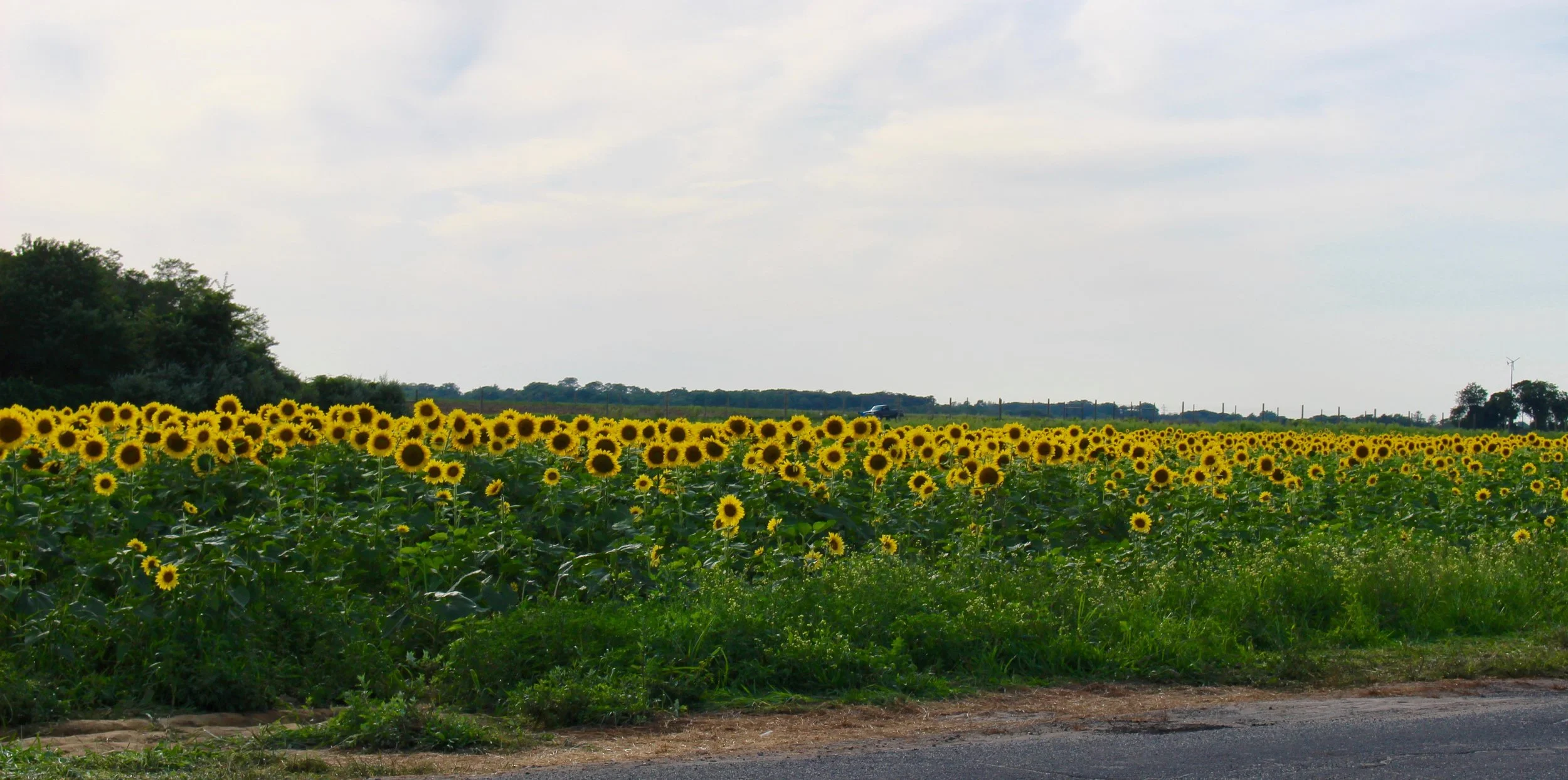 Sunflowers Forever