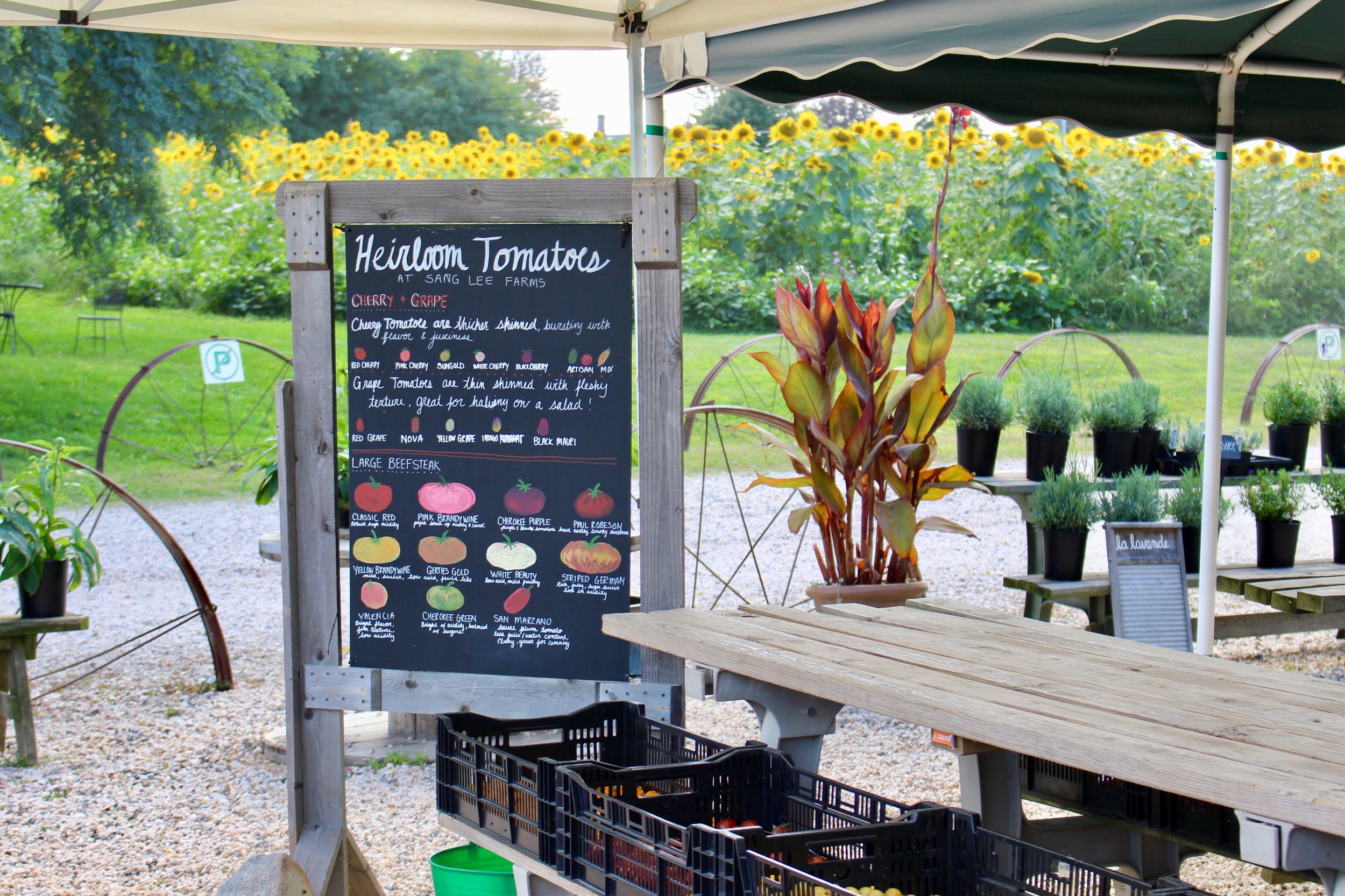 heirloom tomatoes at Sang Lee Farms.jpg