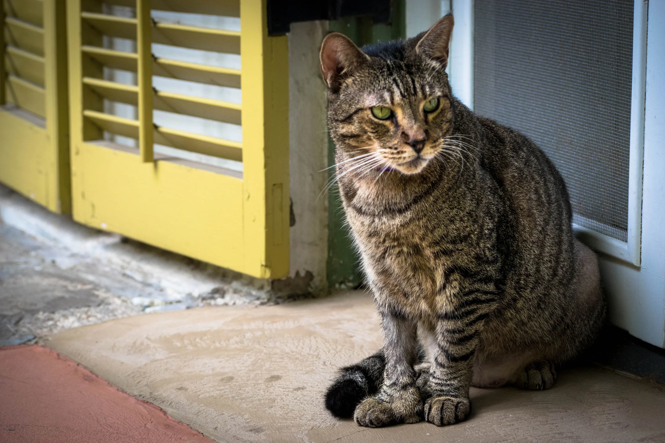 Hemingway Cat