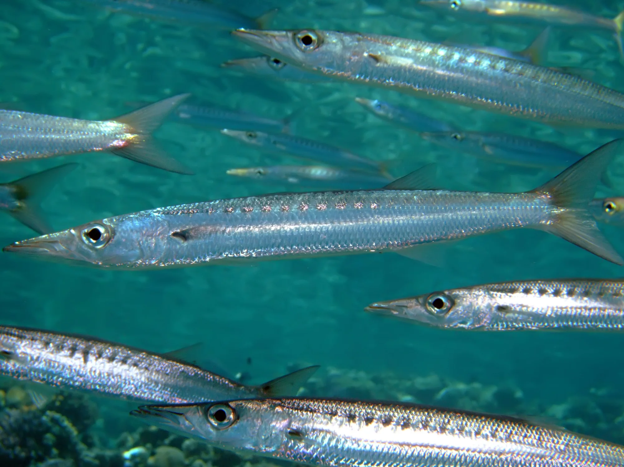 Key West Barracuda.