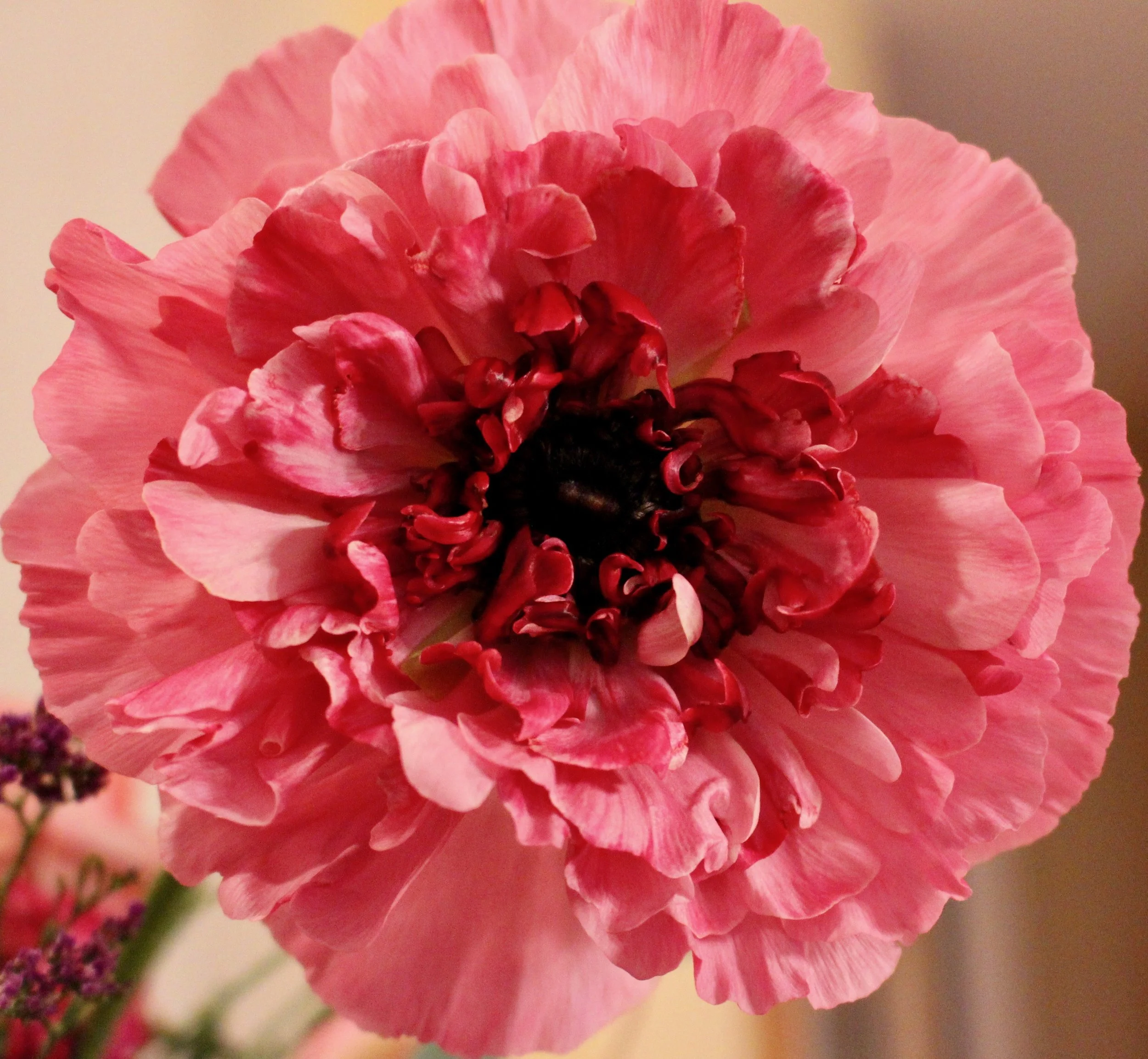 Noa's--Flowers' Edge.jpg