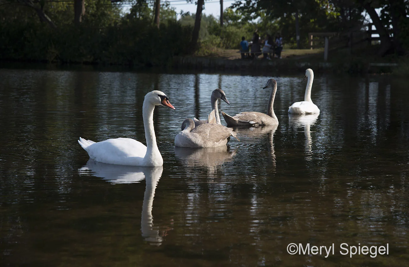 Family Outing