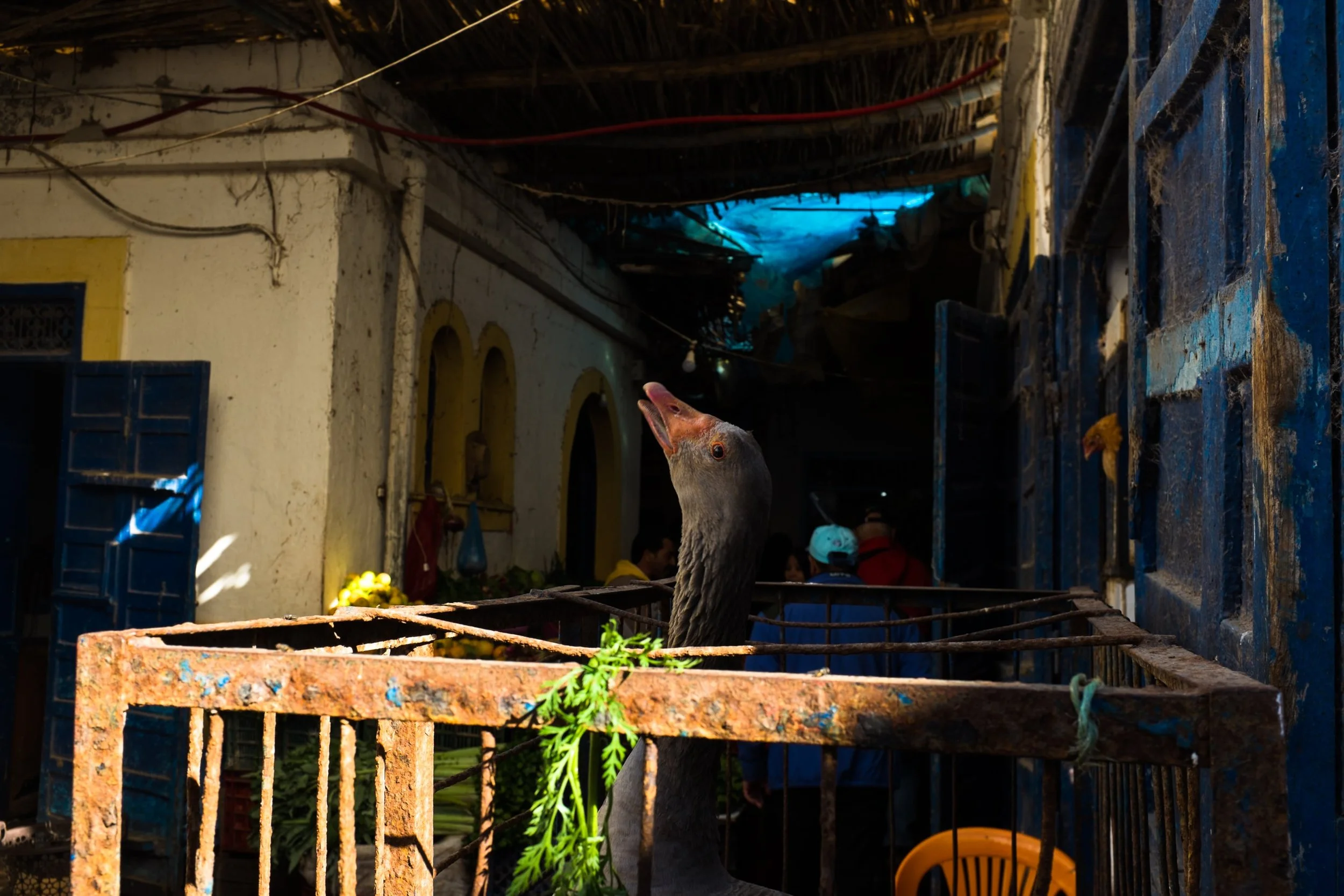  Essaouira 