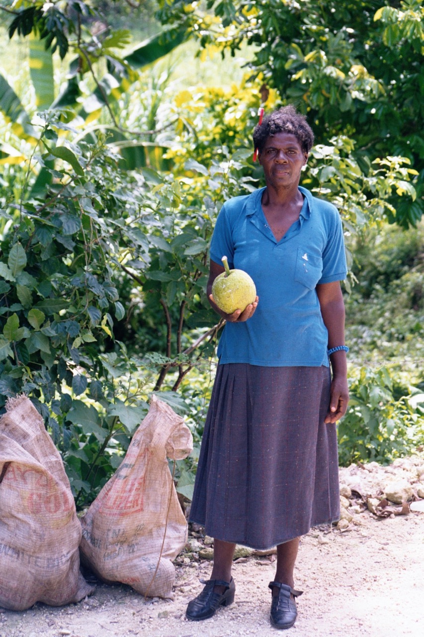 This lady was gathering breadfruit by the side of the road.
