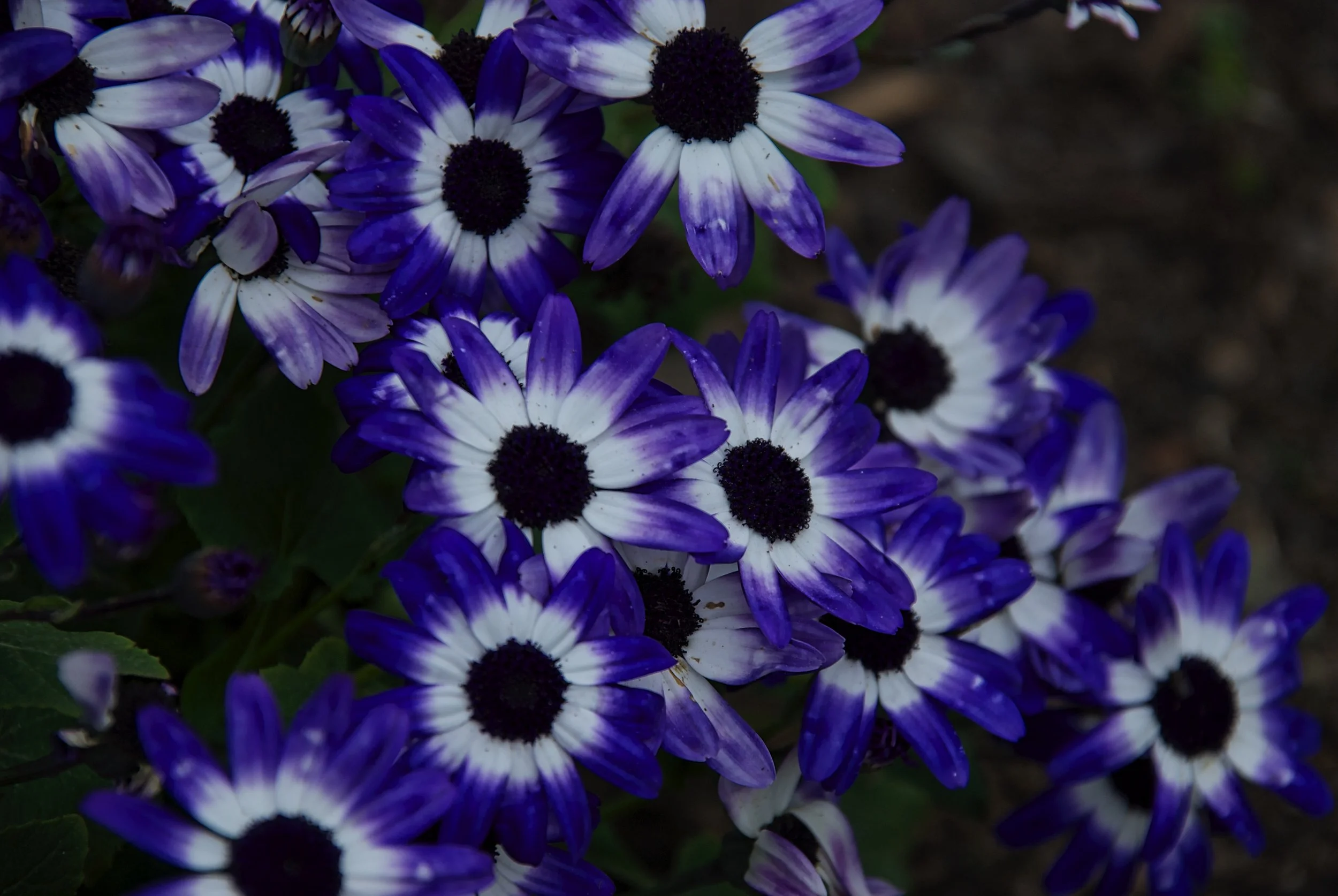 Not sure which species this is