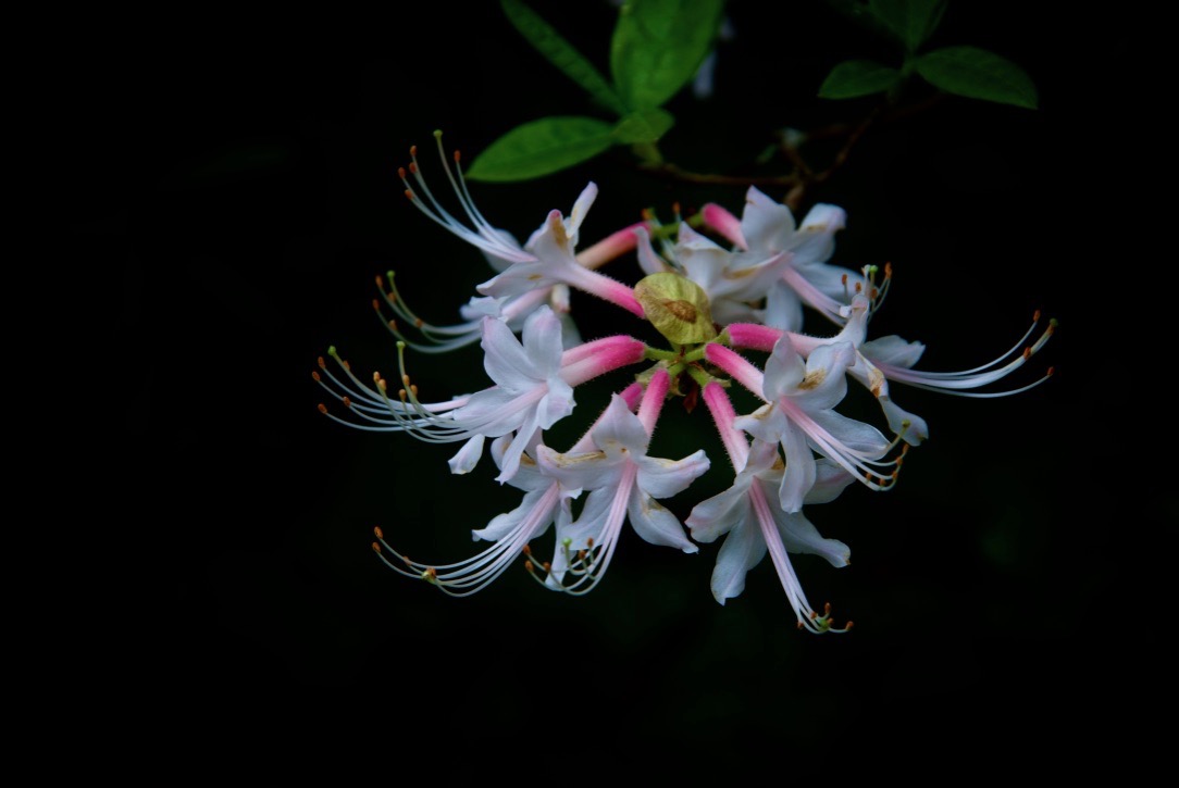 Azalea
