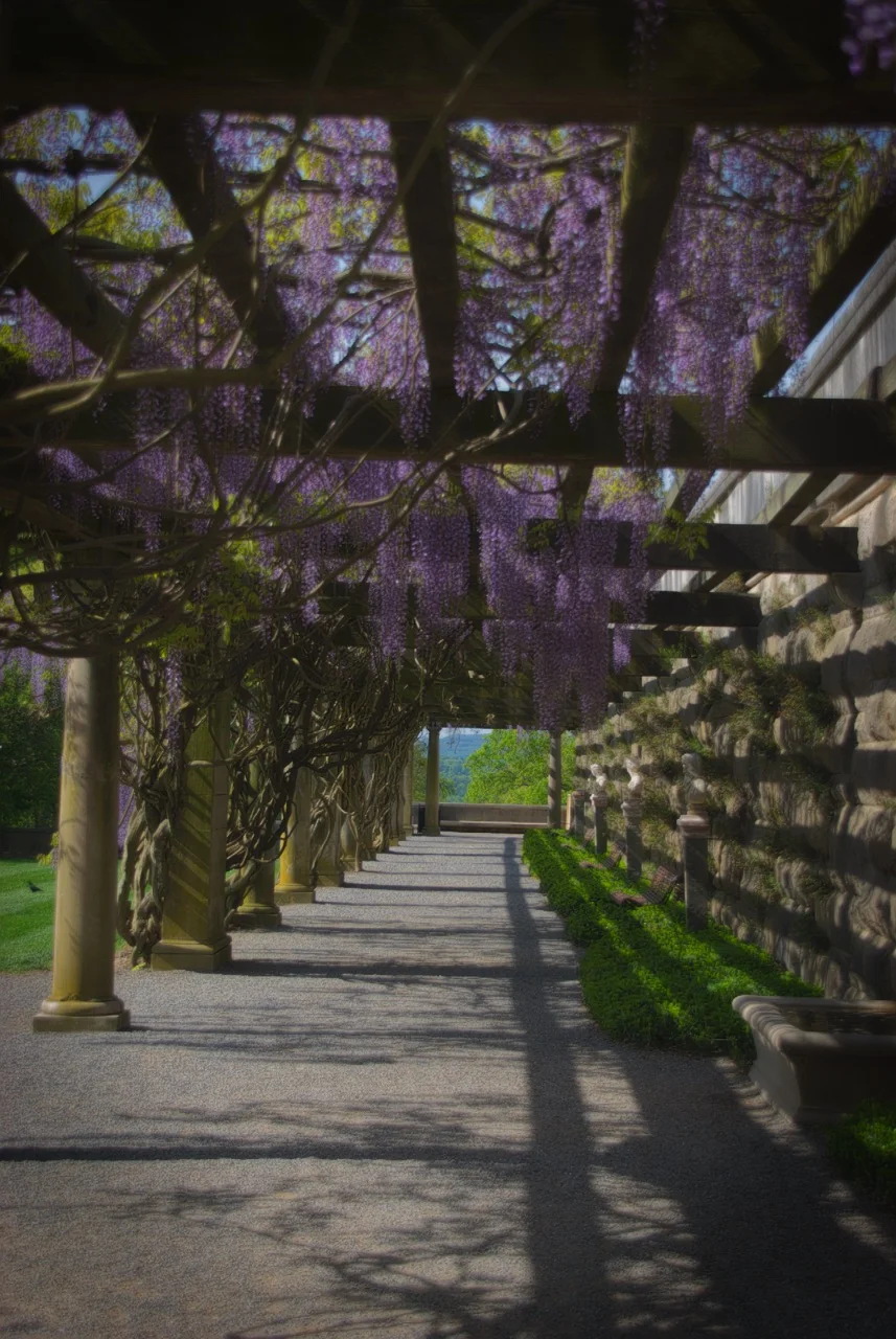 Wisteria walkway