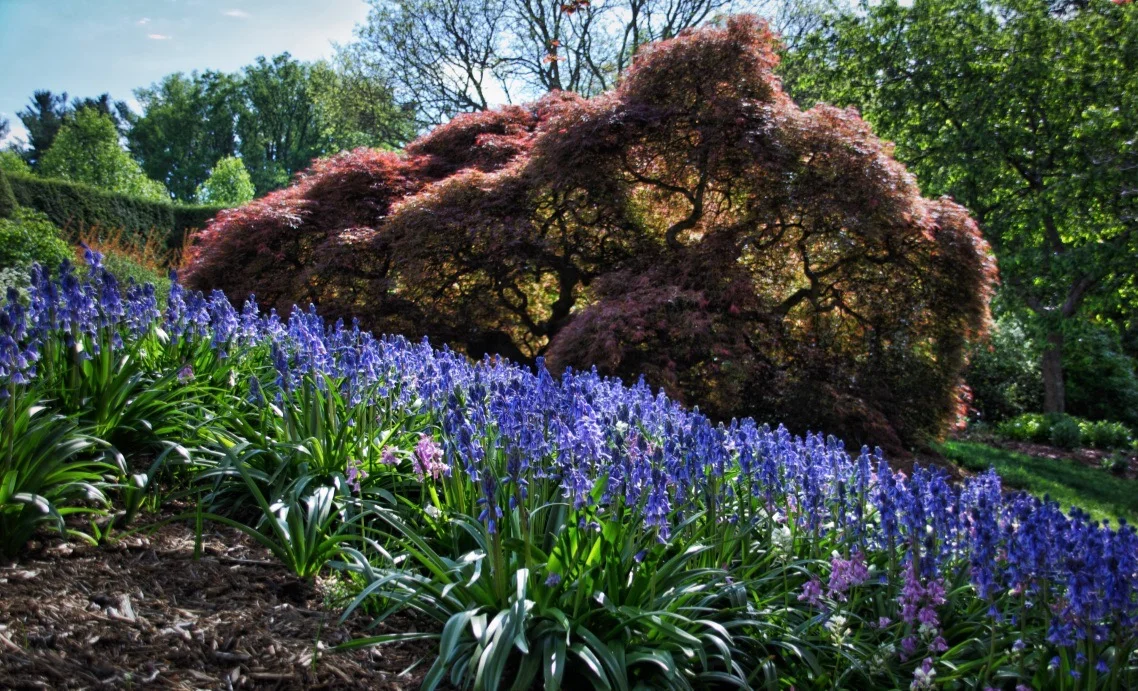 Glowing Japanese Maple