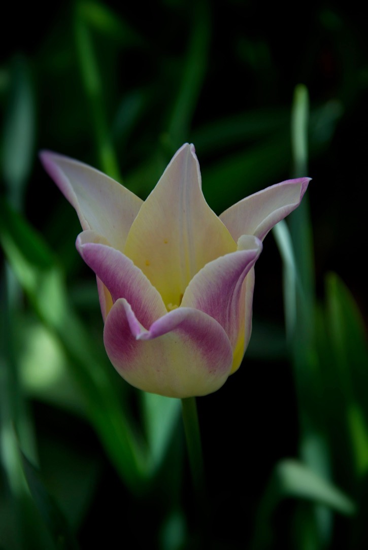 Unique tulips