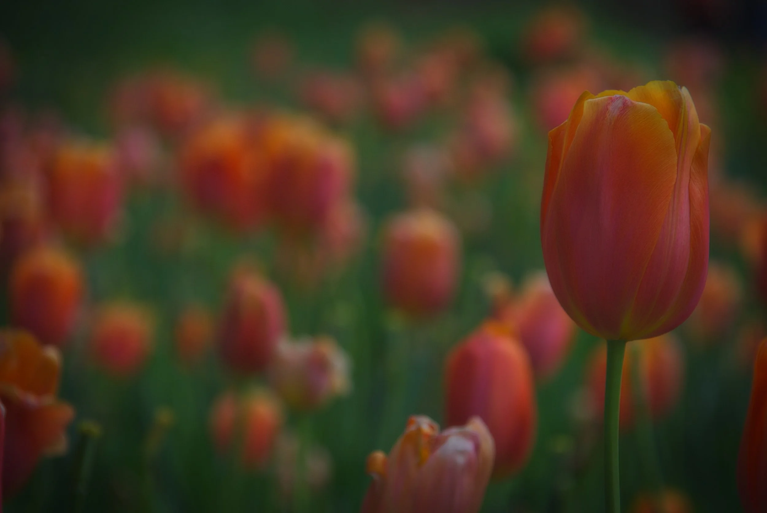 The tulips are stunning