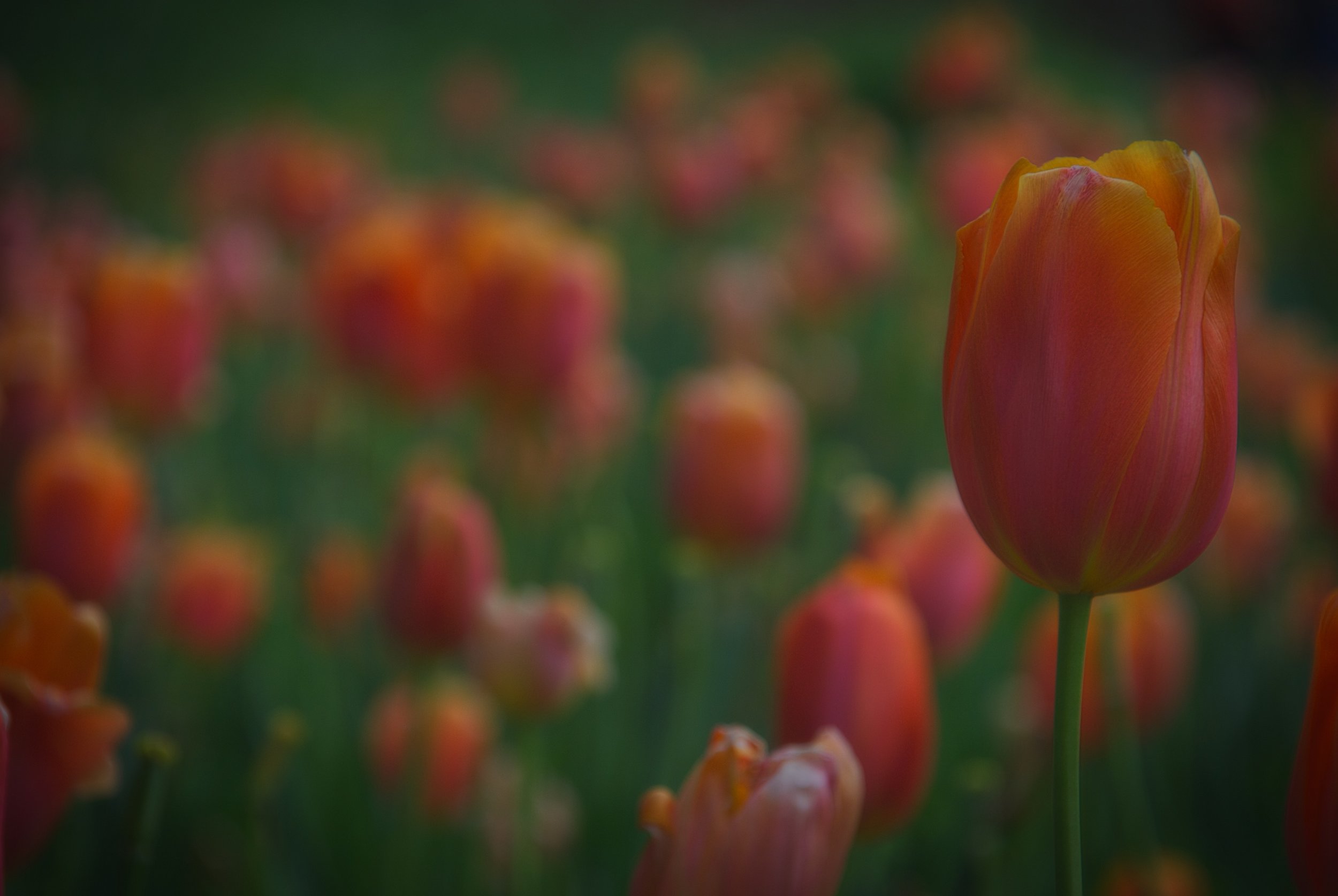 The tulips are stunning