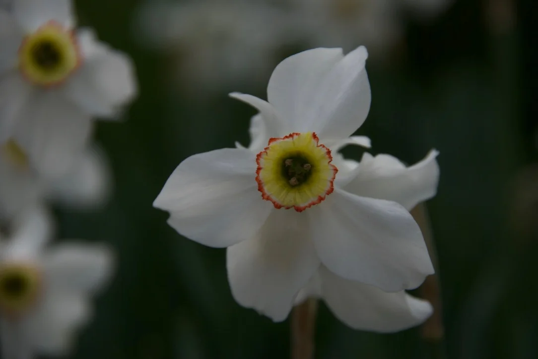 Another unknown/beautiful flower