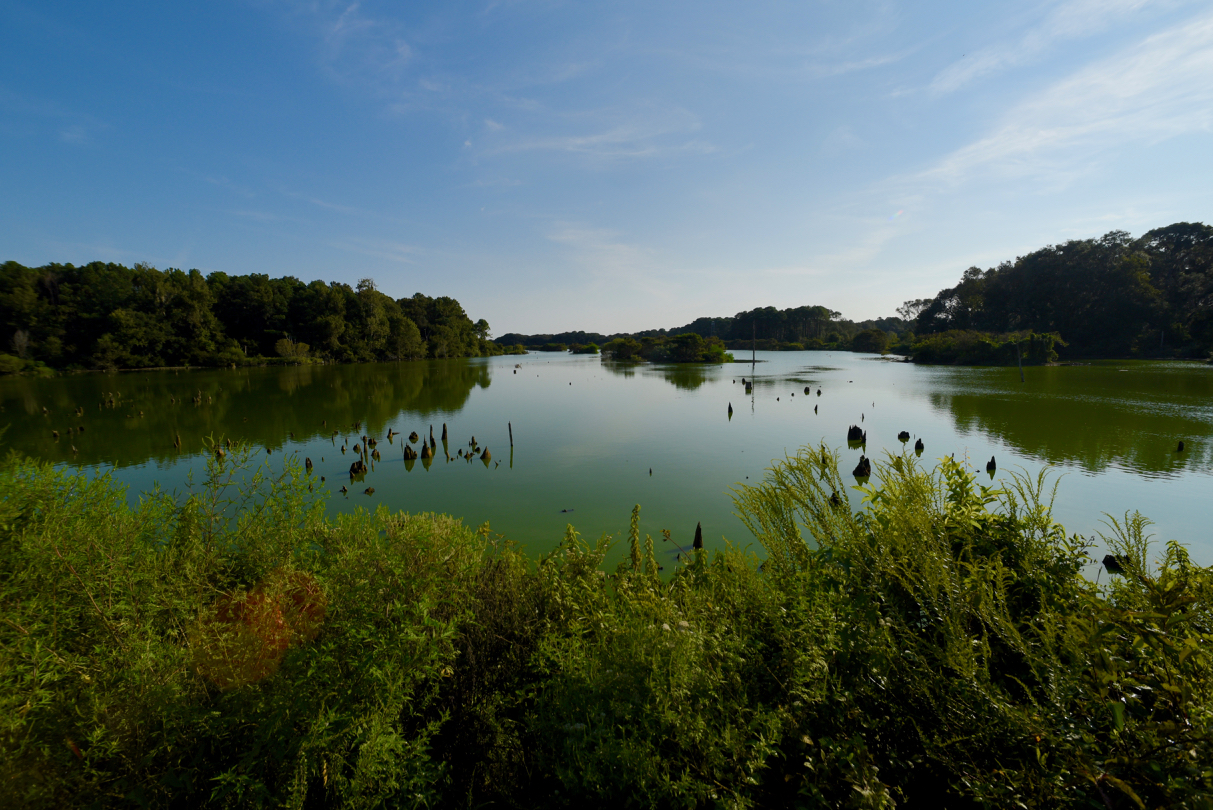 Woody Pond
