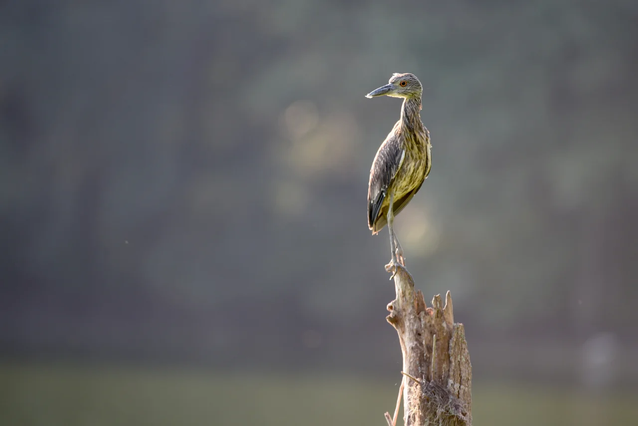 Juvenile black-crowned night heron