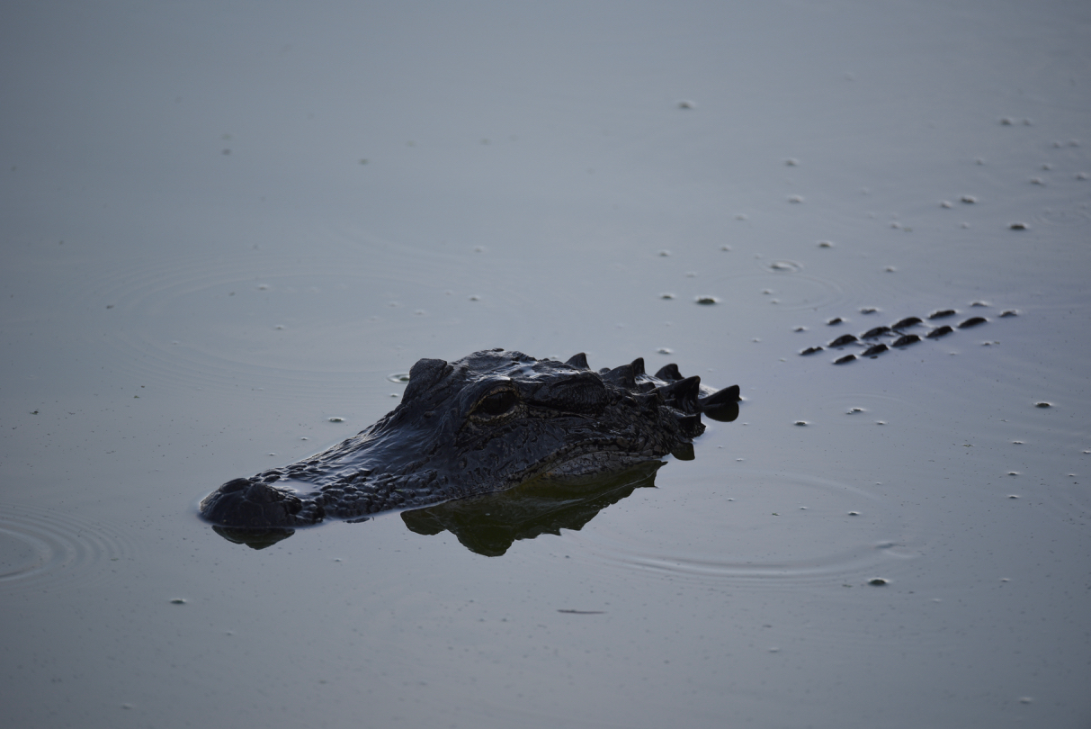 Pond resident