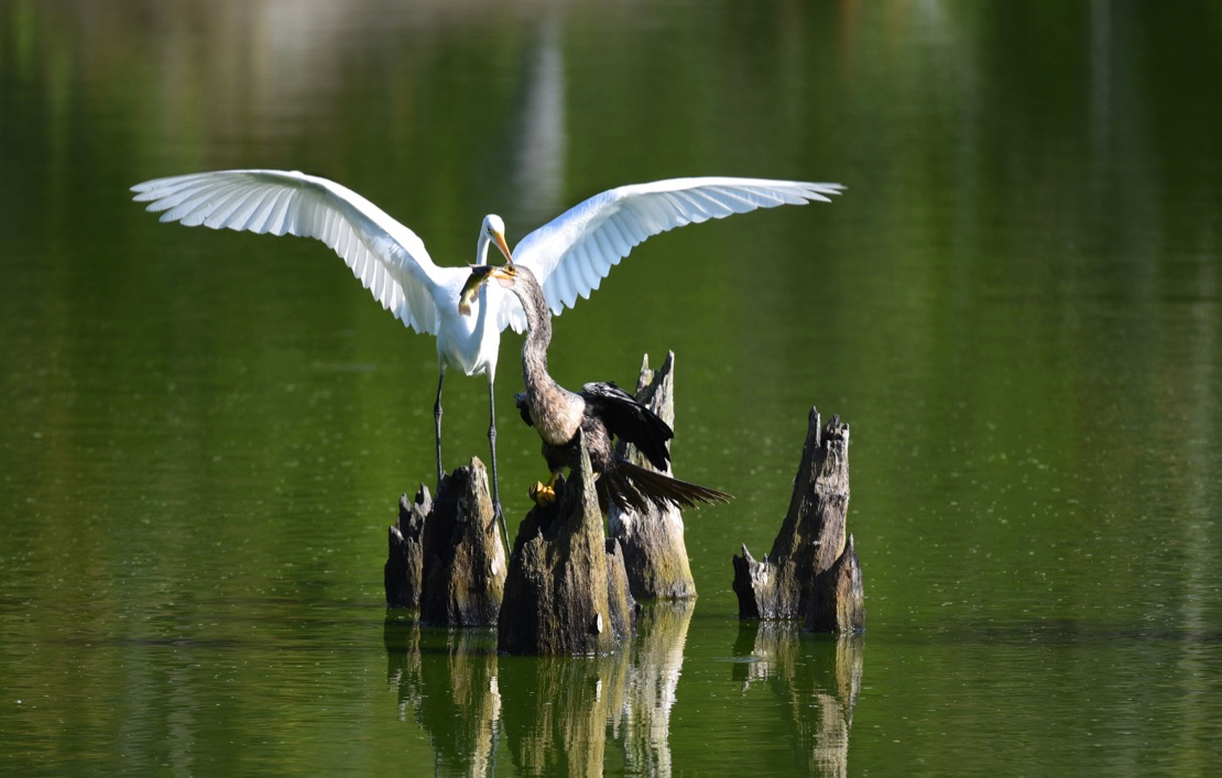 And this egret tried to steal its catch every time!