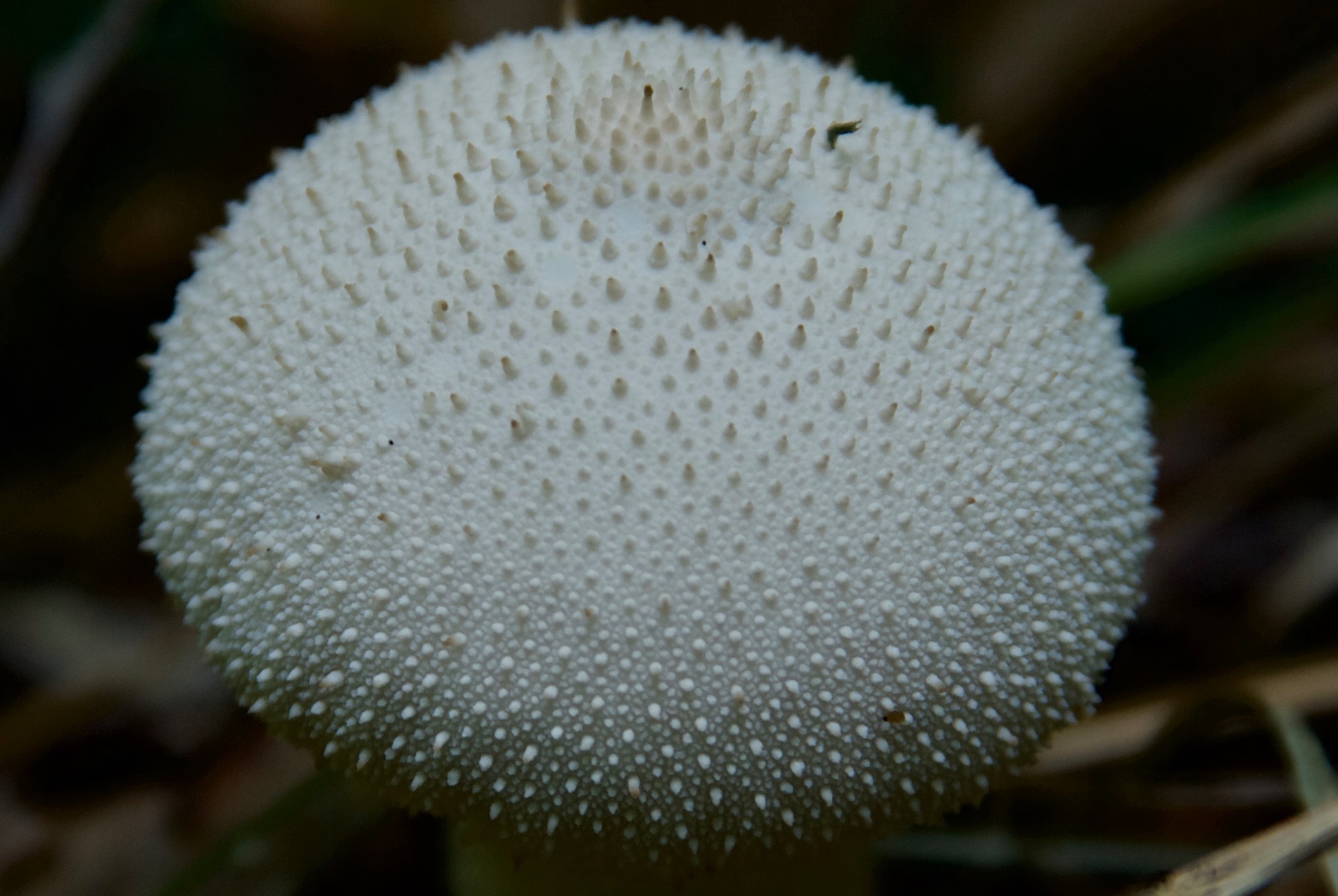 Fungus