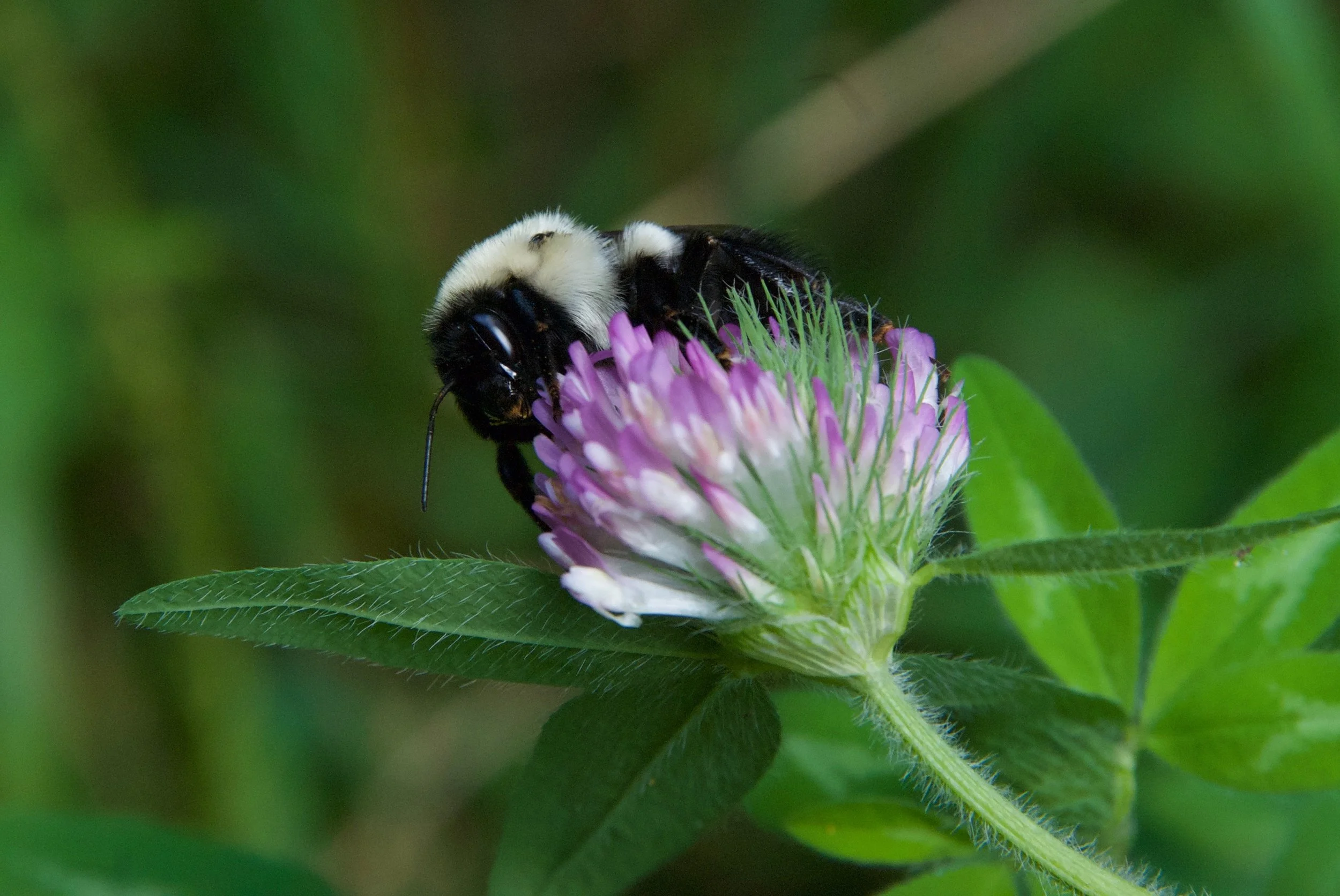 Bumblebee on Flower