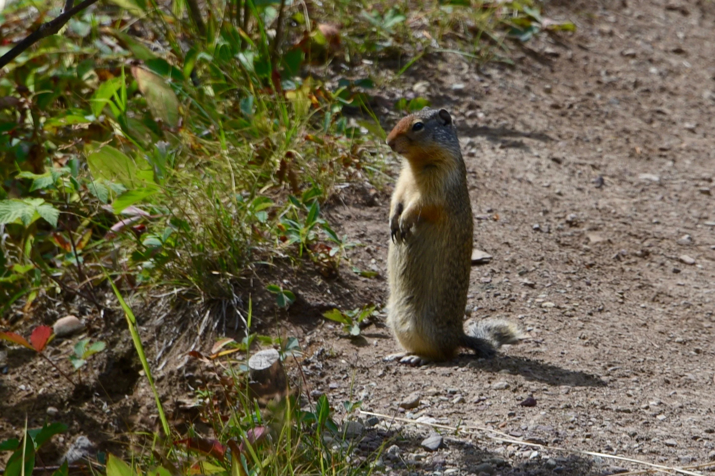 This guy really wanted his picture taken!!!