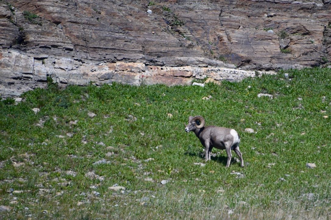Bighorn sheep!!!