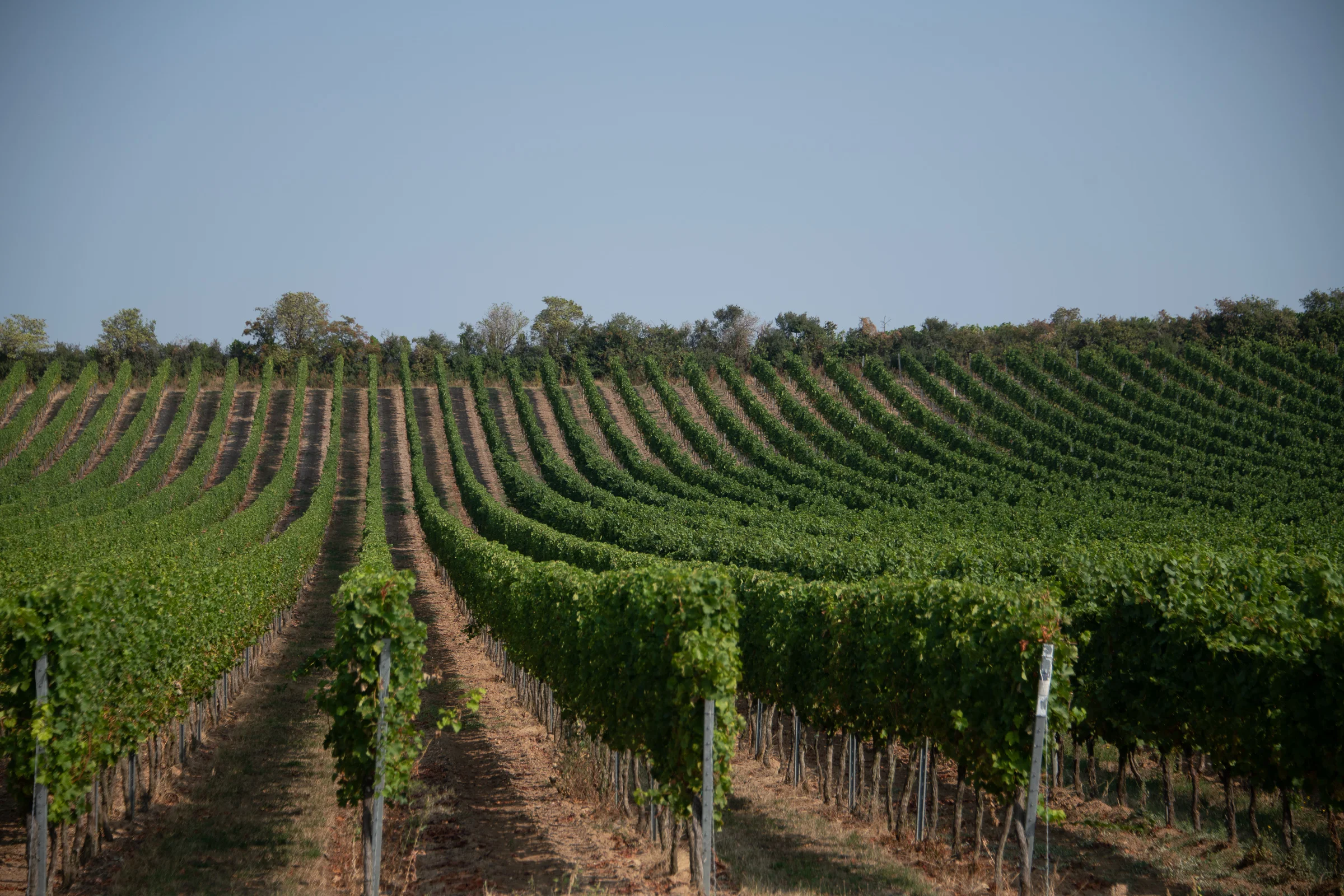 DSC_2164.jpg
