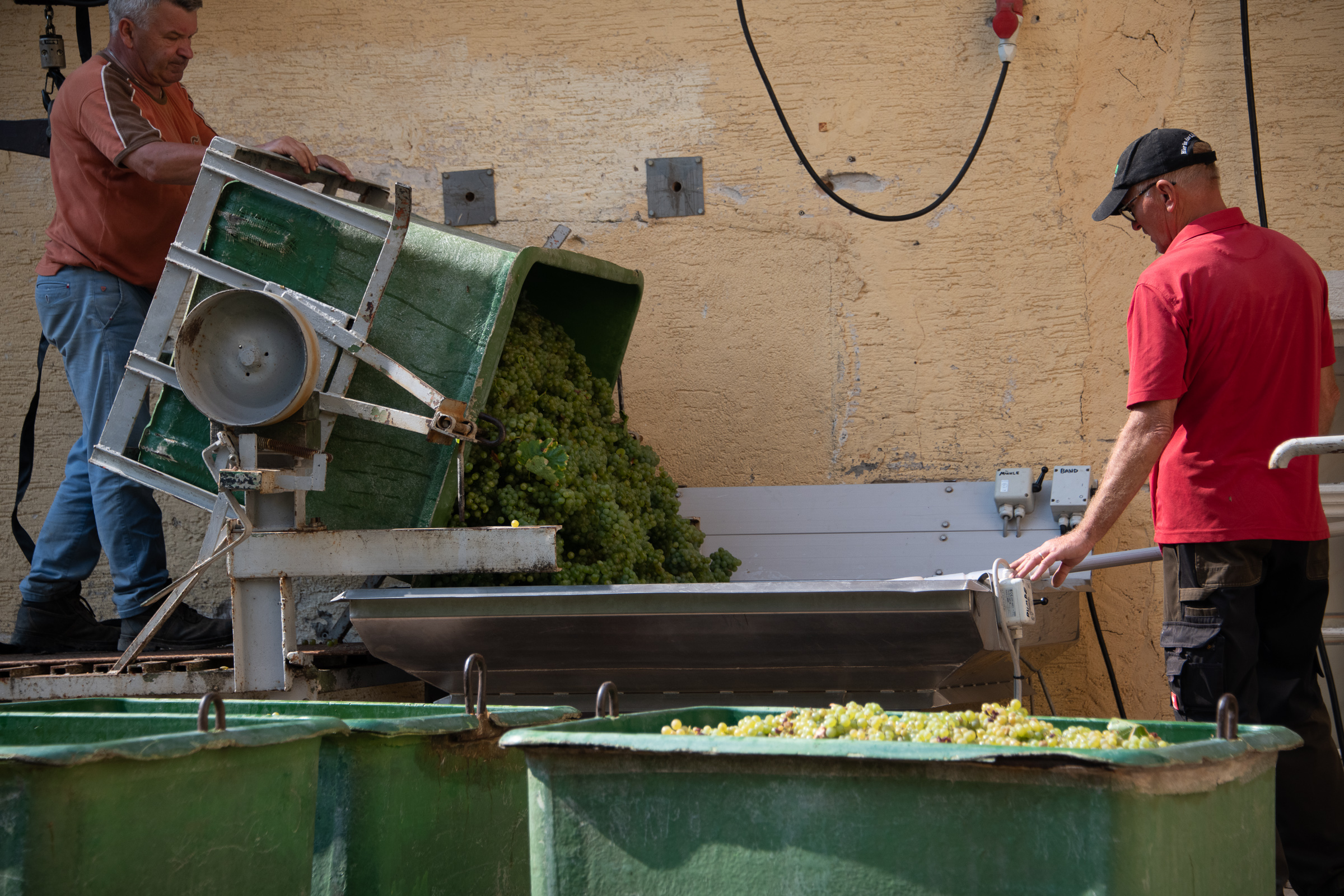 Fresh grapes