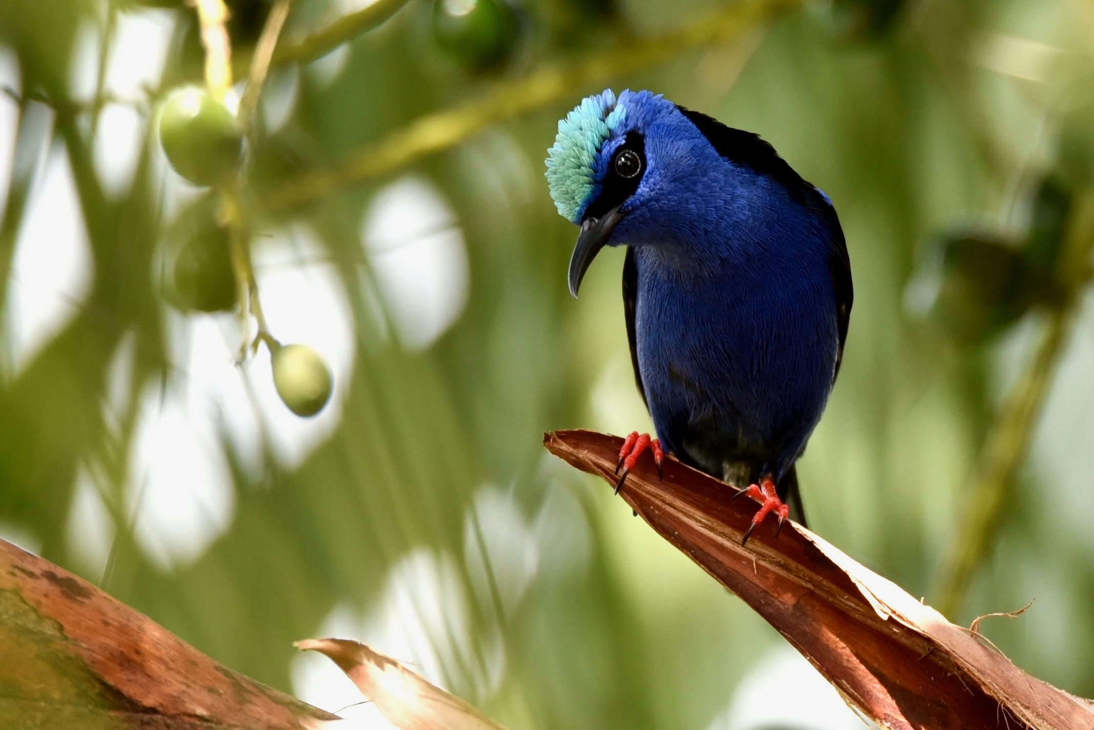 Red-Legged Honeycreeper, Ojochal, Costa Rica