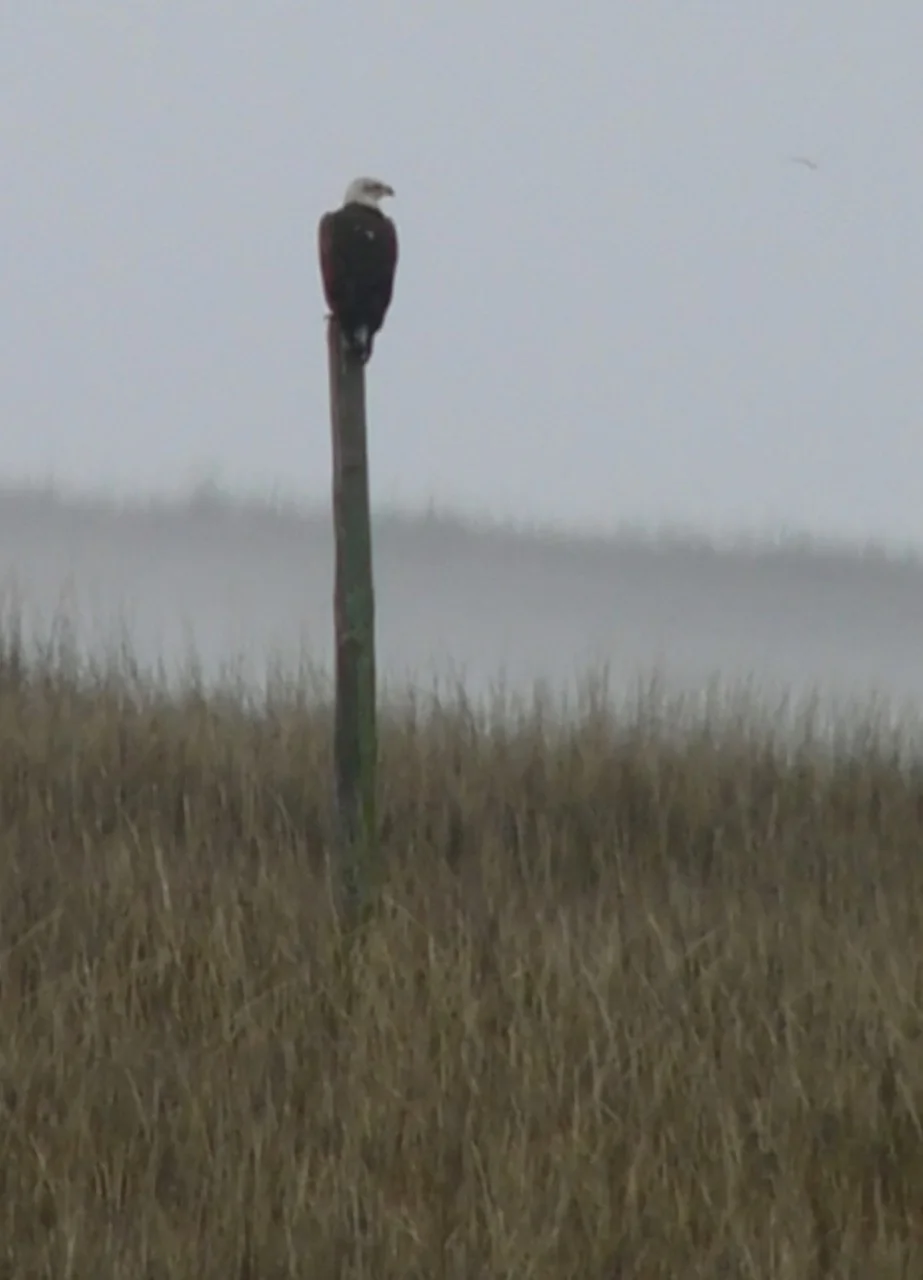 Melissa took this bald eagle picture the first week we lived on Sapelo Island