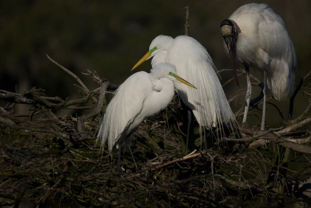 Great egrets with mating plumage. These birds were nearly hunted to extinction for their feathers which were used for hat decoration.