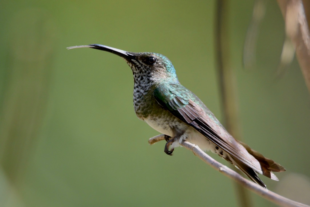 Female jacobin