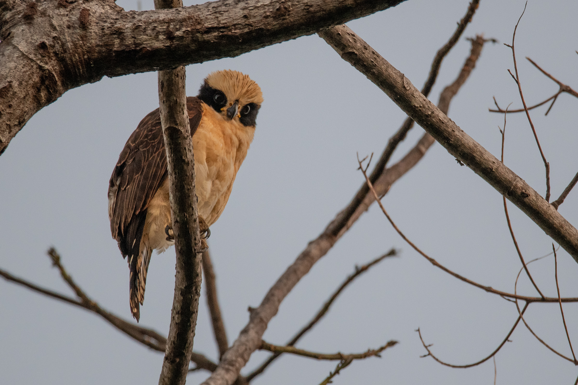Laughing falcon