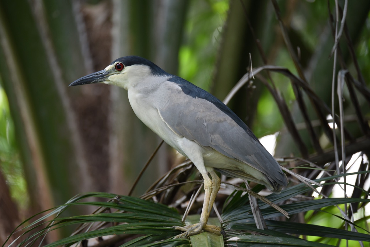 Black crowned night heron