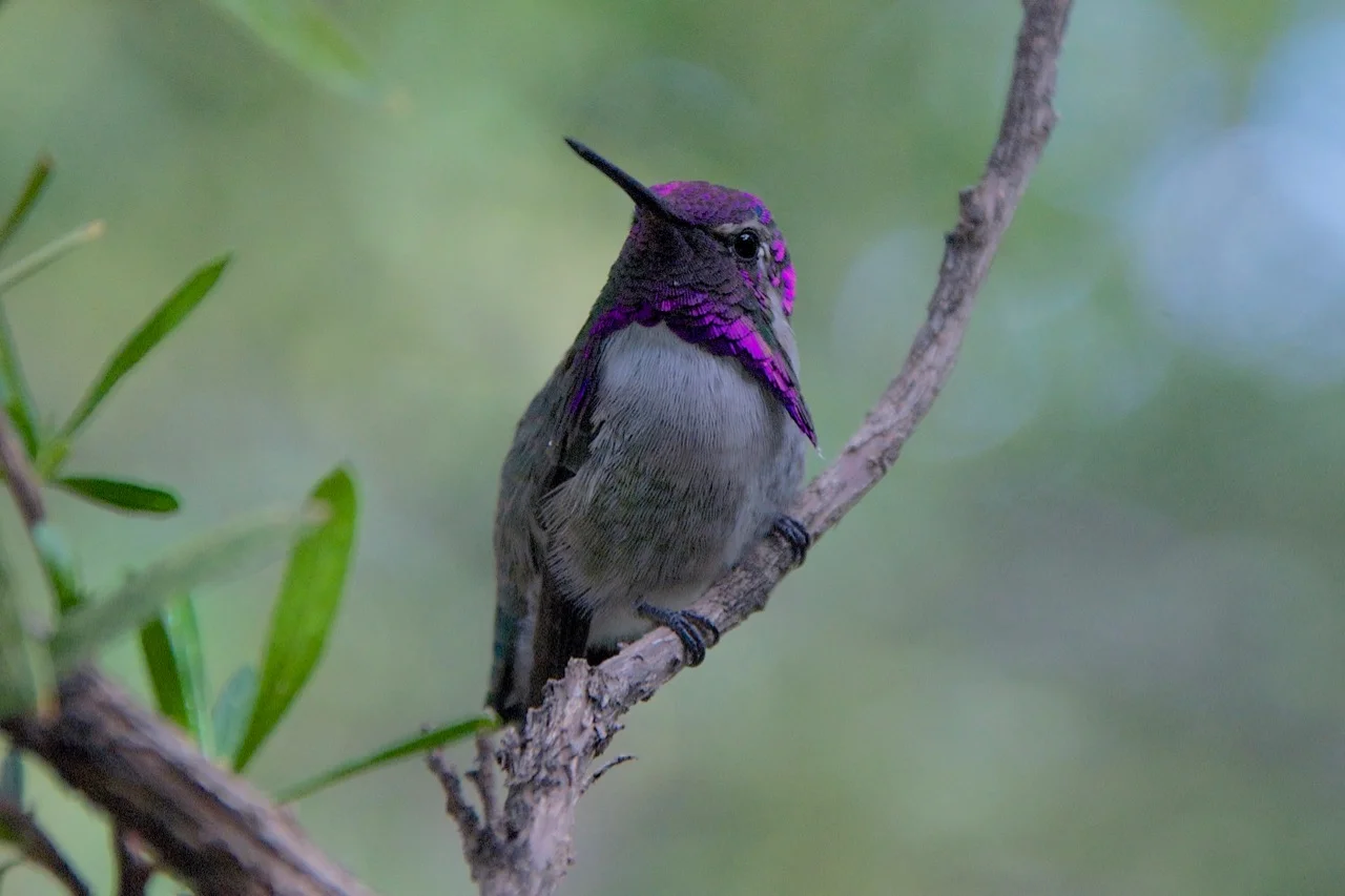 Costa’s hummingbird