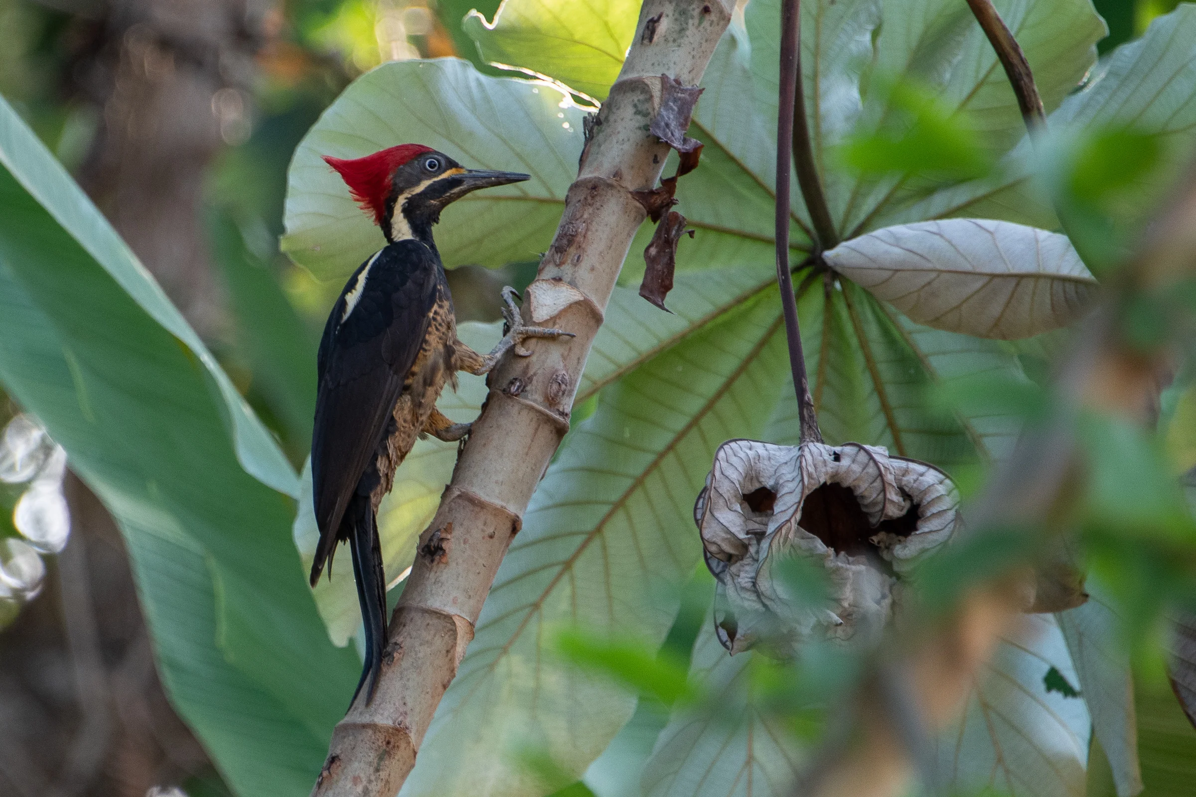 Lineated woodpecker