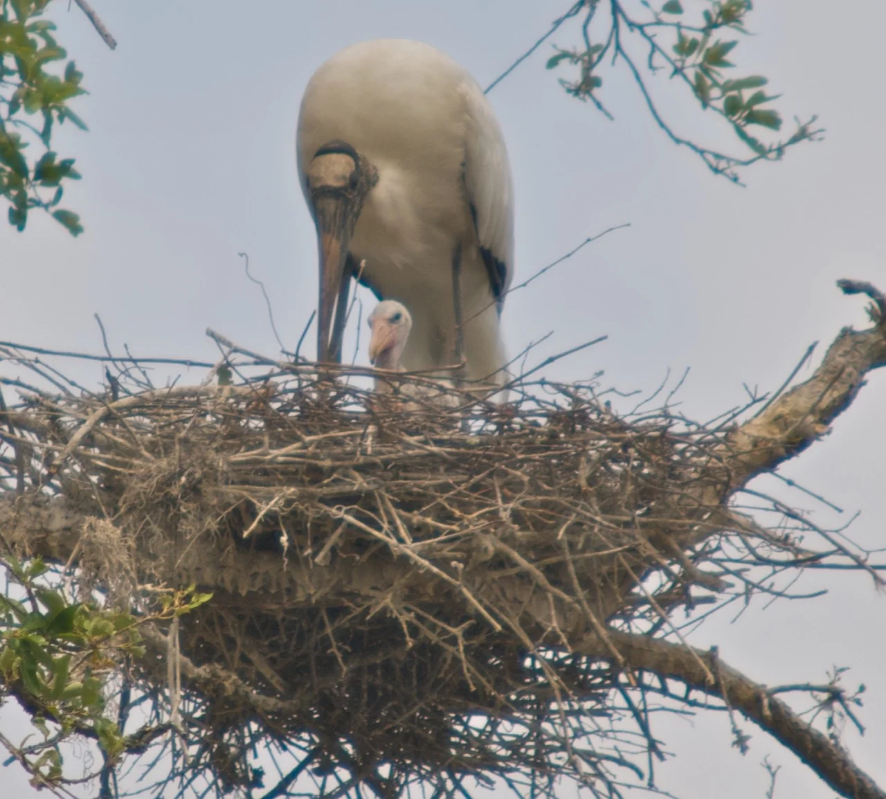 Woodstork mama & baby