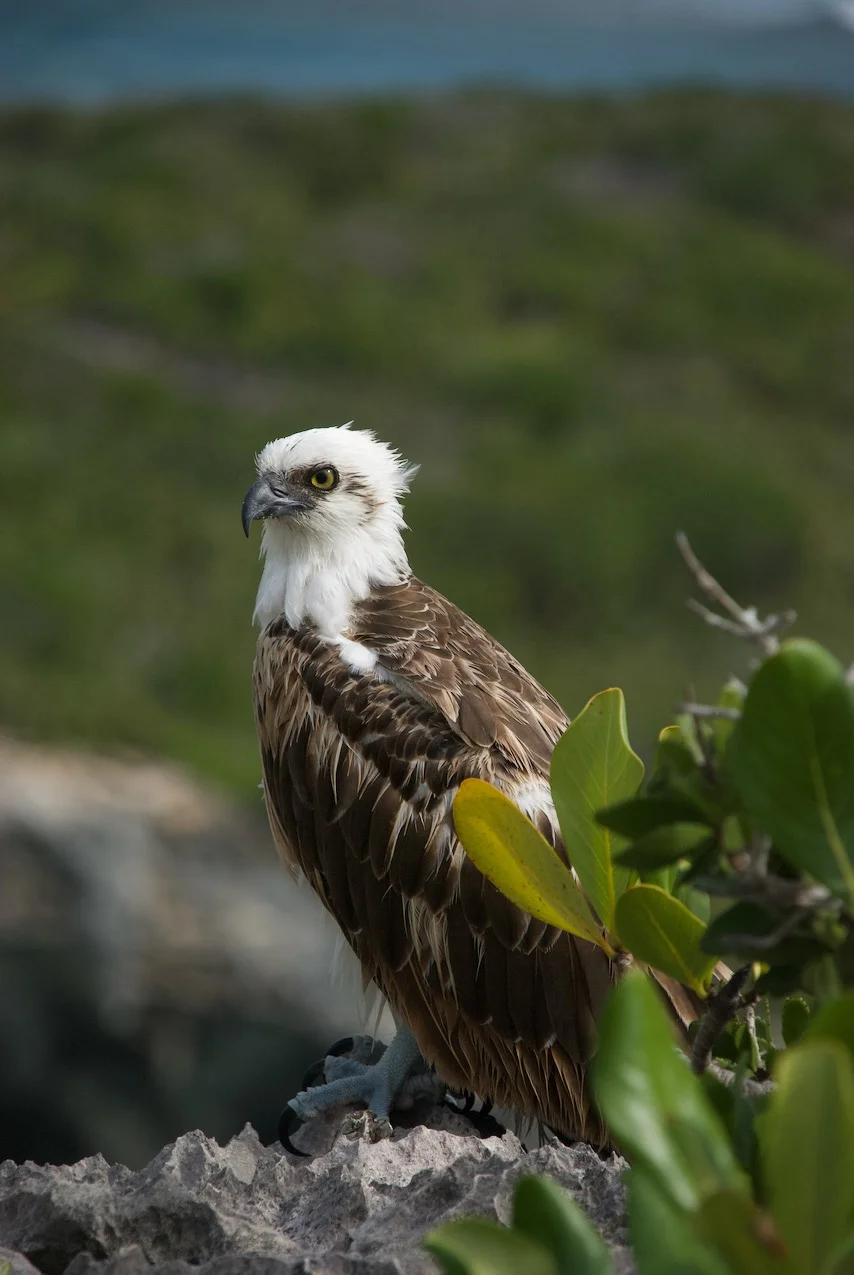Osprey