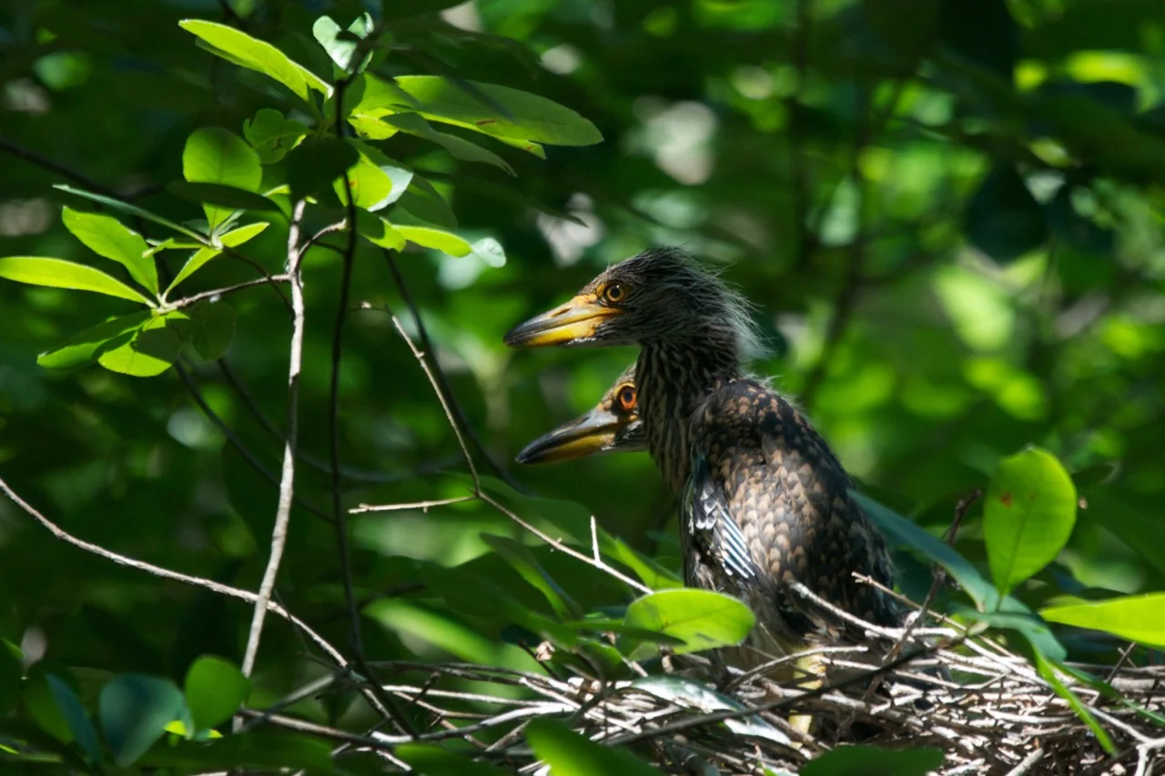 Baby night herons in the nest