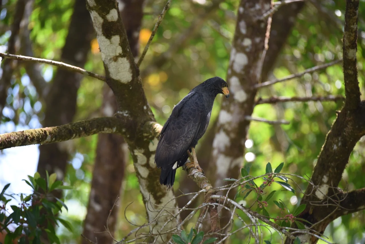 Mangrove black hawk